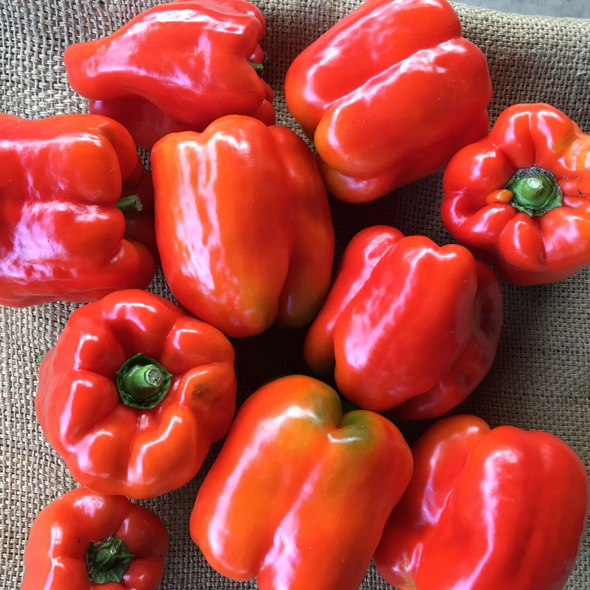 Pepper, Red Bell