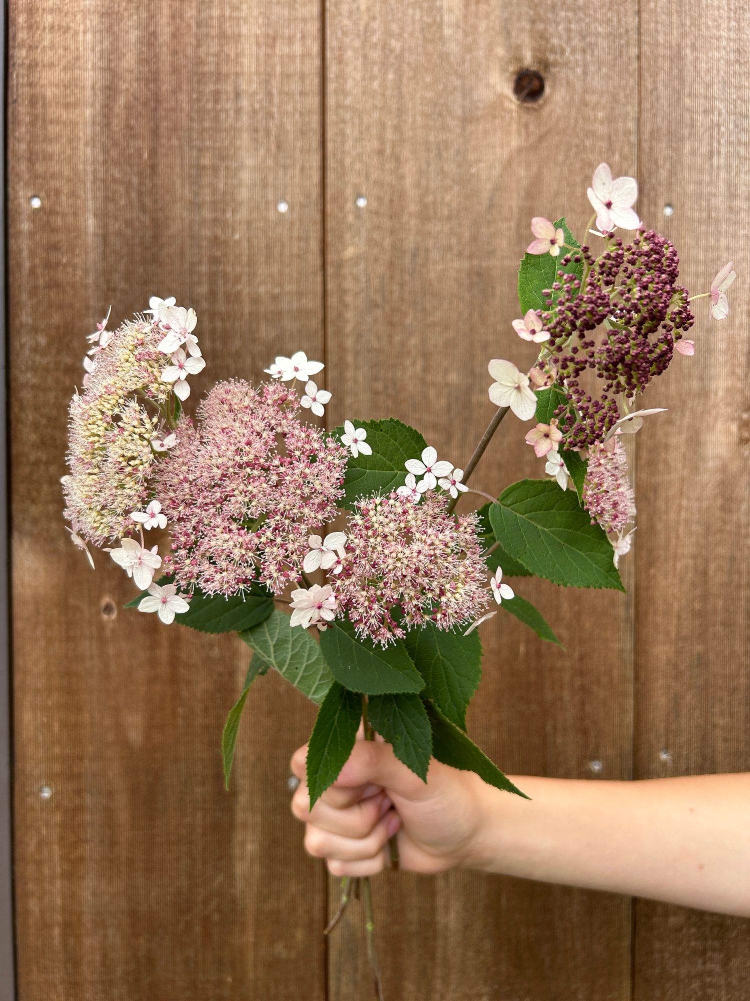 HYDRANGEA arborescens Pinky Pollen Ring
