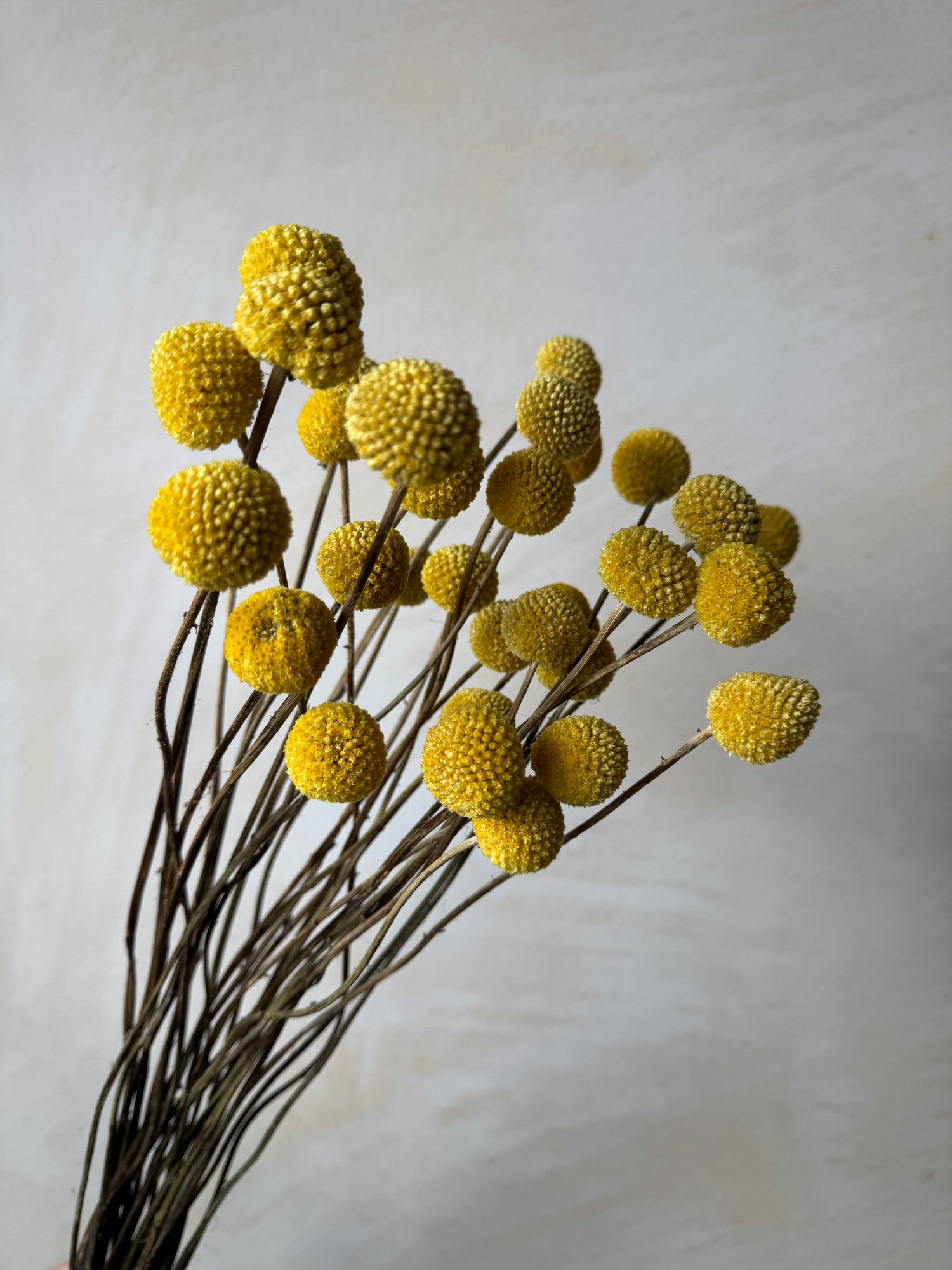 CRASPEDIA globosa Sun Ball