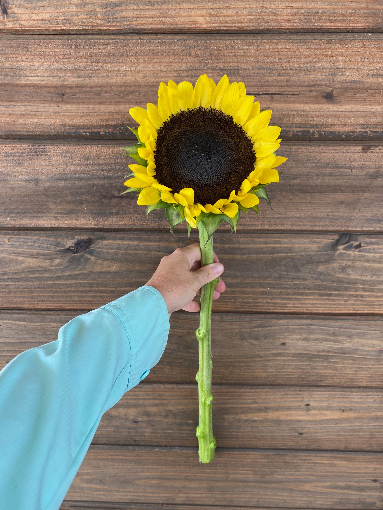 HELIANTHUS annuus ProCut