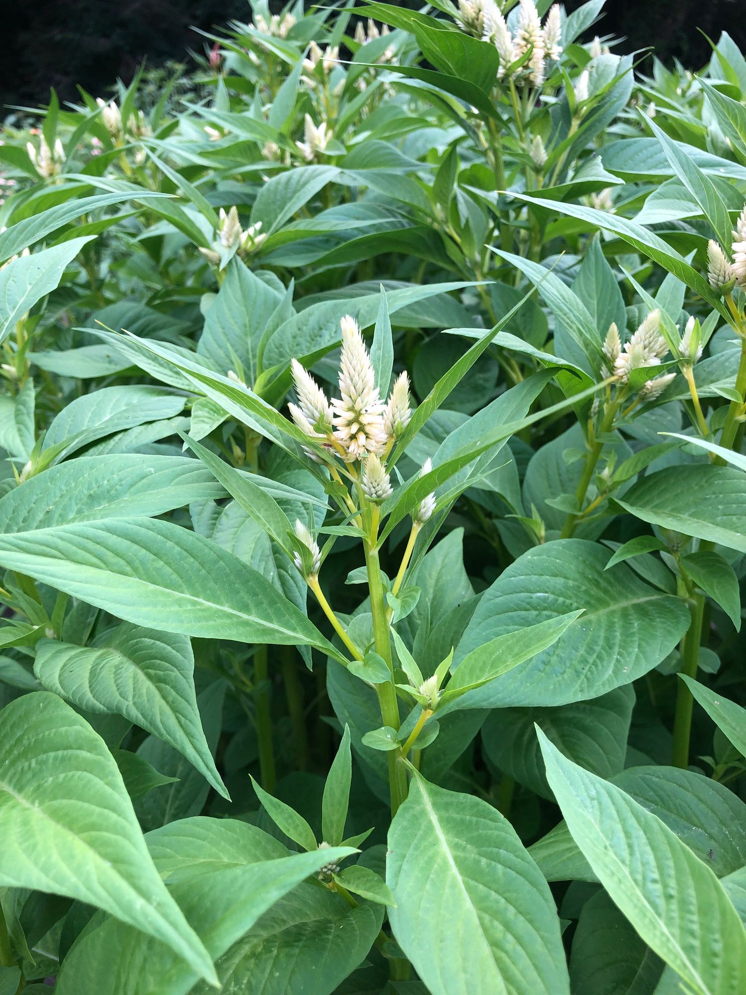CELOSIA argentea spicata Celway White
