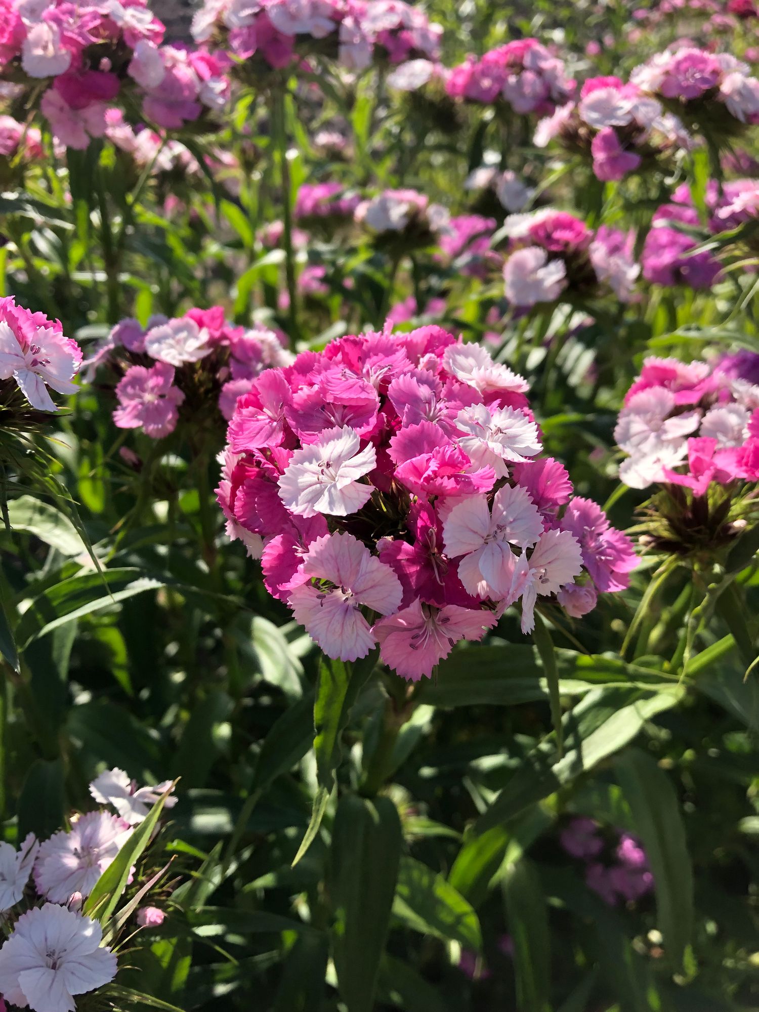 DIANTHUS barbatus