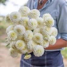 Dahlia, White Aster