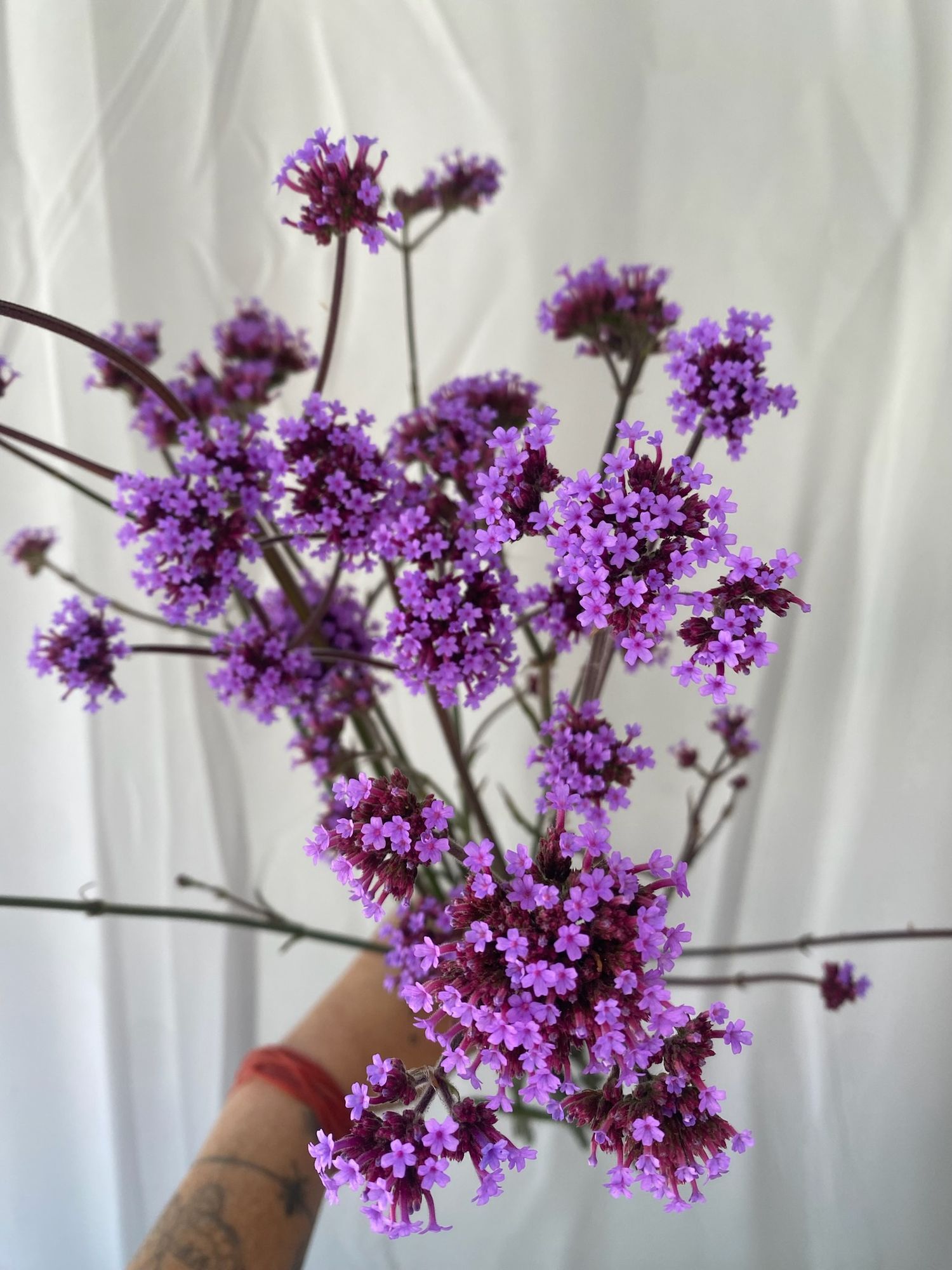 VERBENA bonariensis