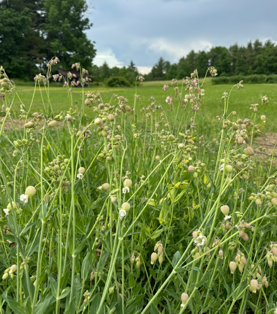 SILENE vulgaris Blushing Lanterns