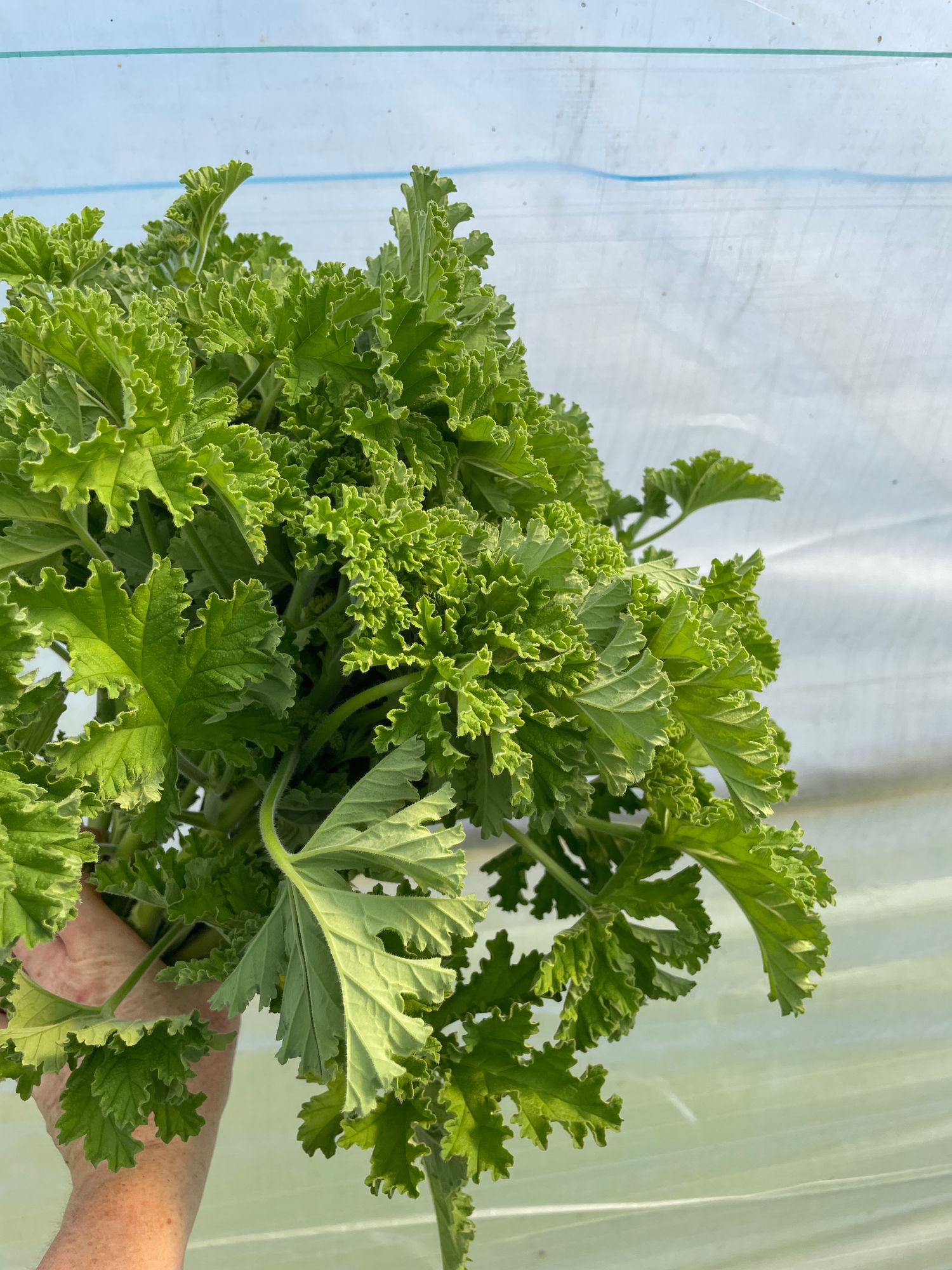 PELARGONIUM Attar of Rose