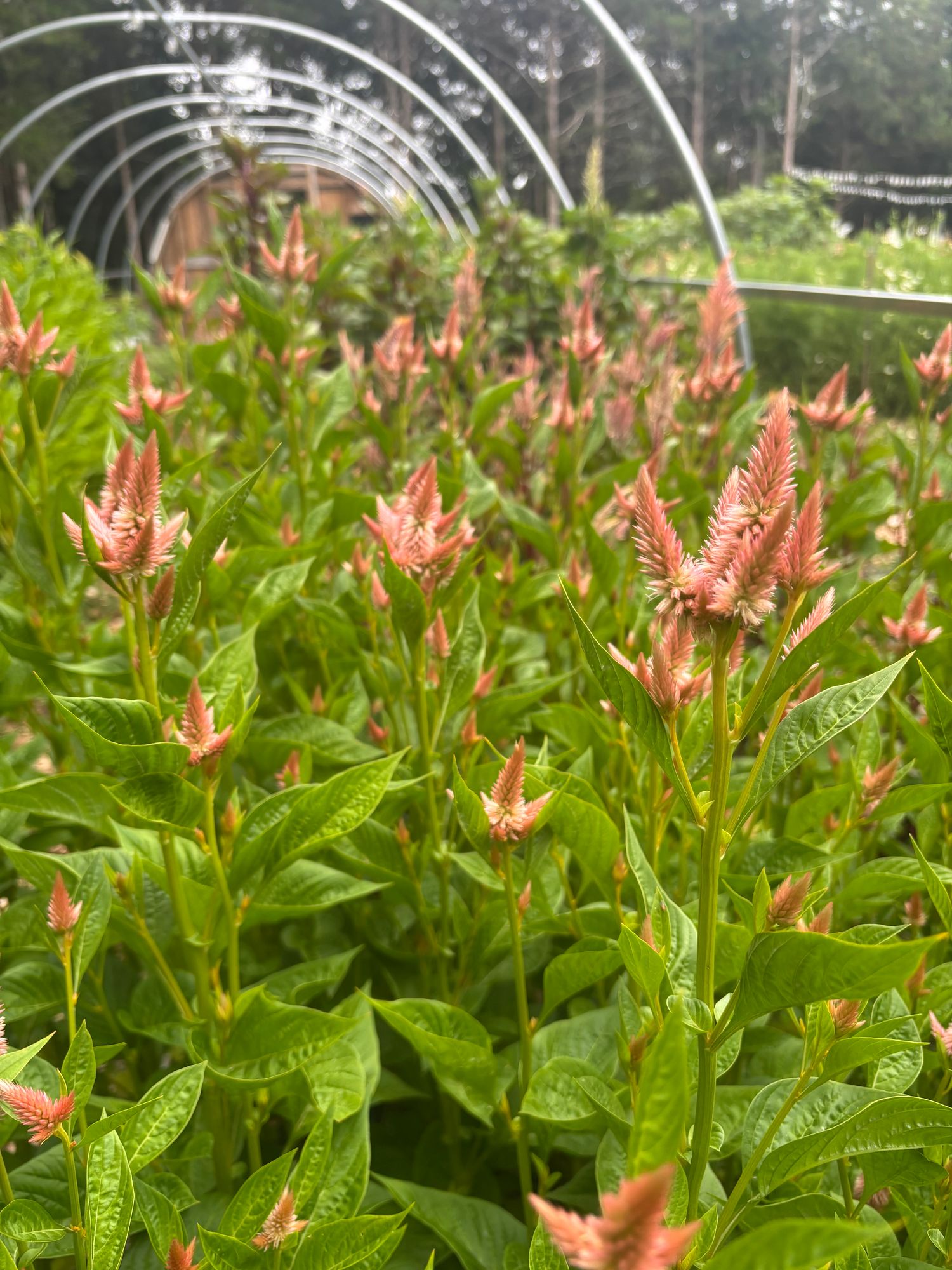 CELOSIA argentea spicata Celway Terracotta