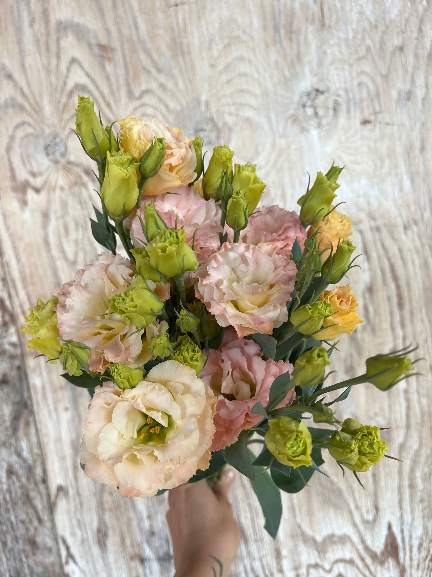 EUSTOMA grandiflorum Voyage Light Apricot
