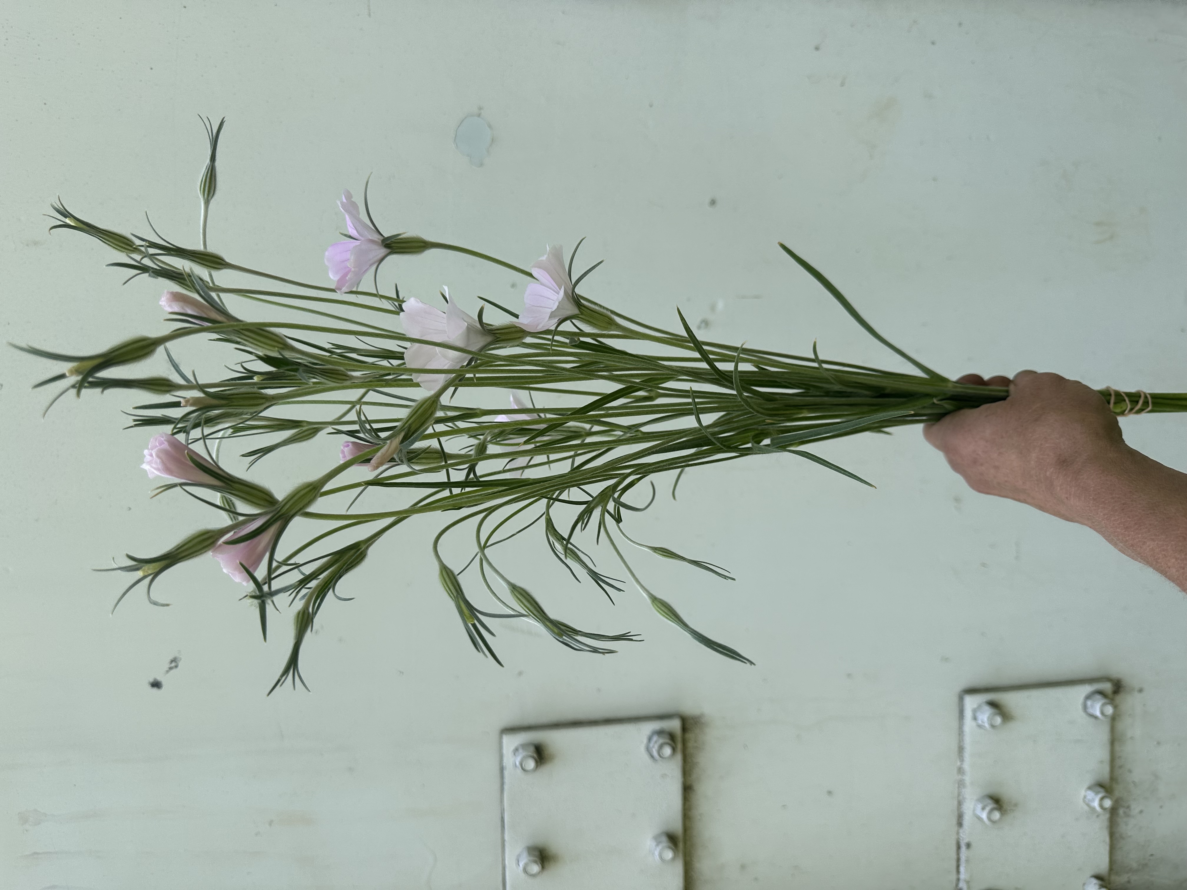 AGROSTEMMA githago Dawn Creek Blush