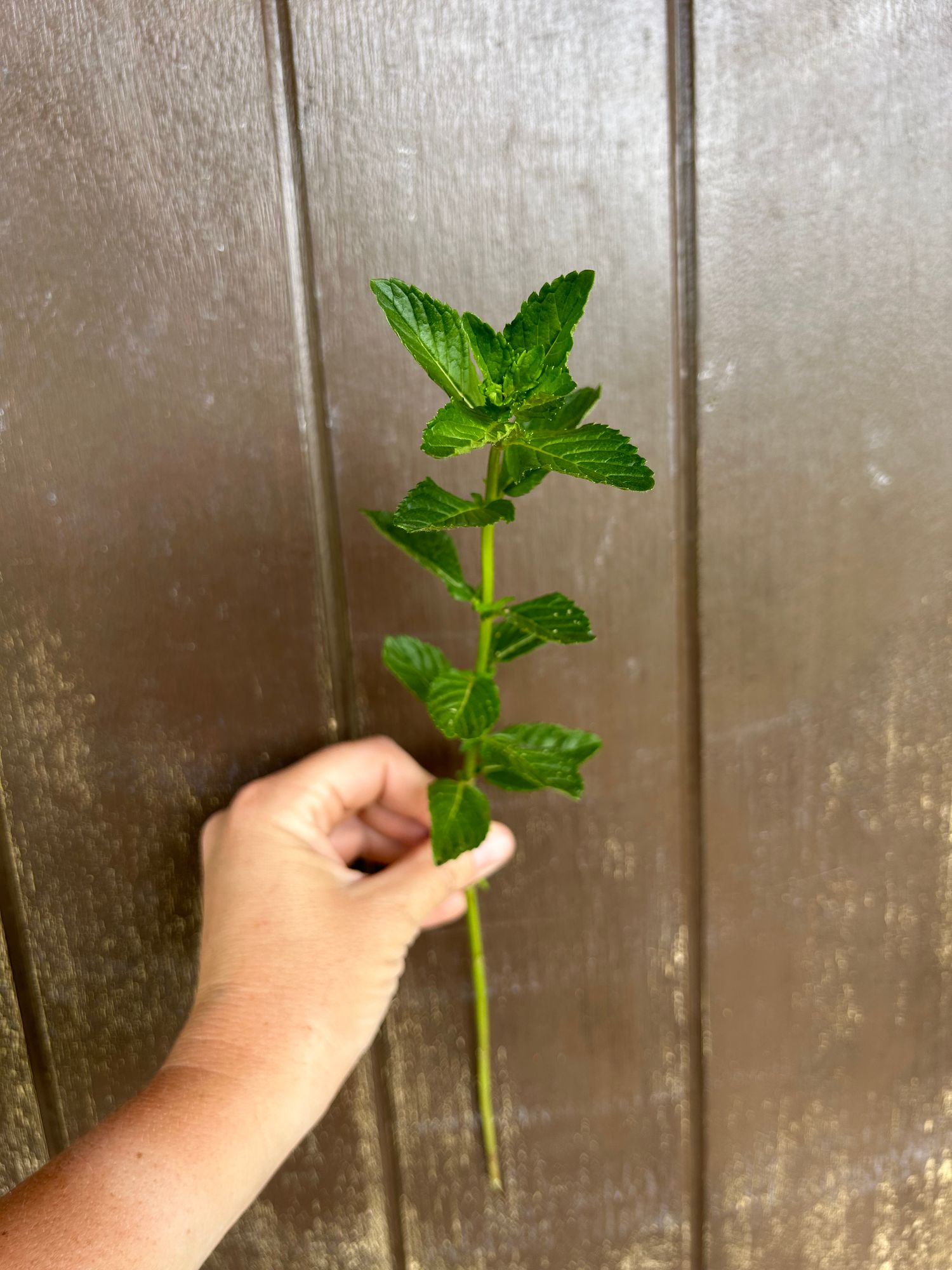 MENTHA spicata