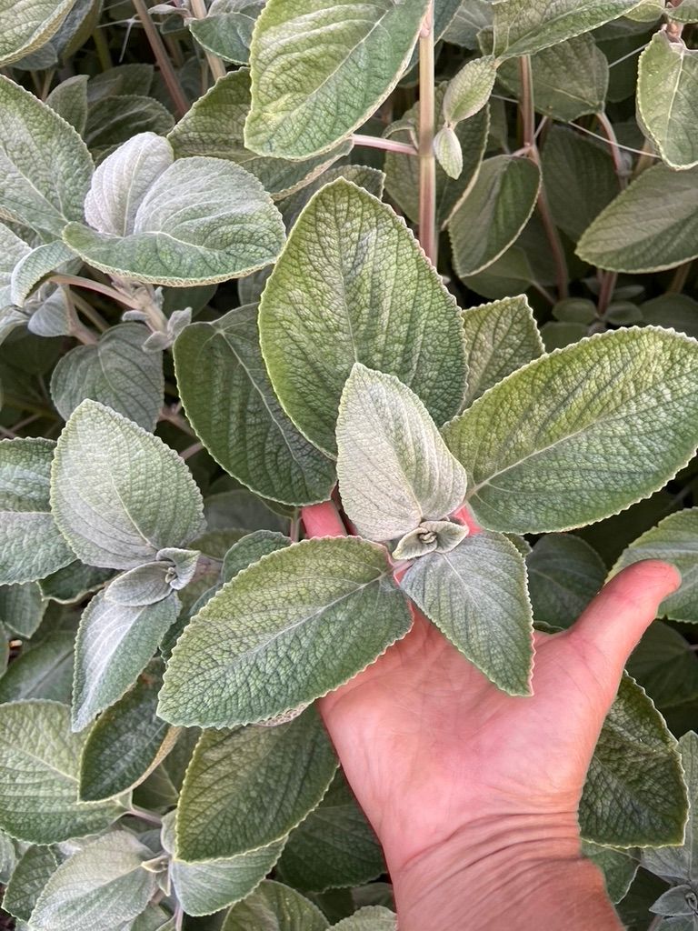 PLECTRANTHUS argentatus
