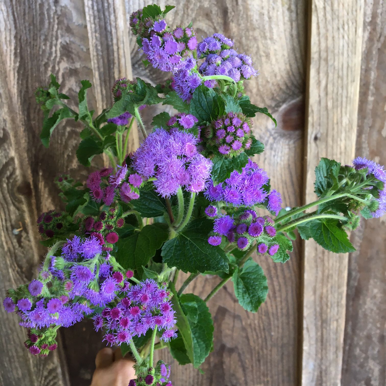 AGERATUM houstonianum Blue Horizon