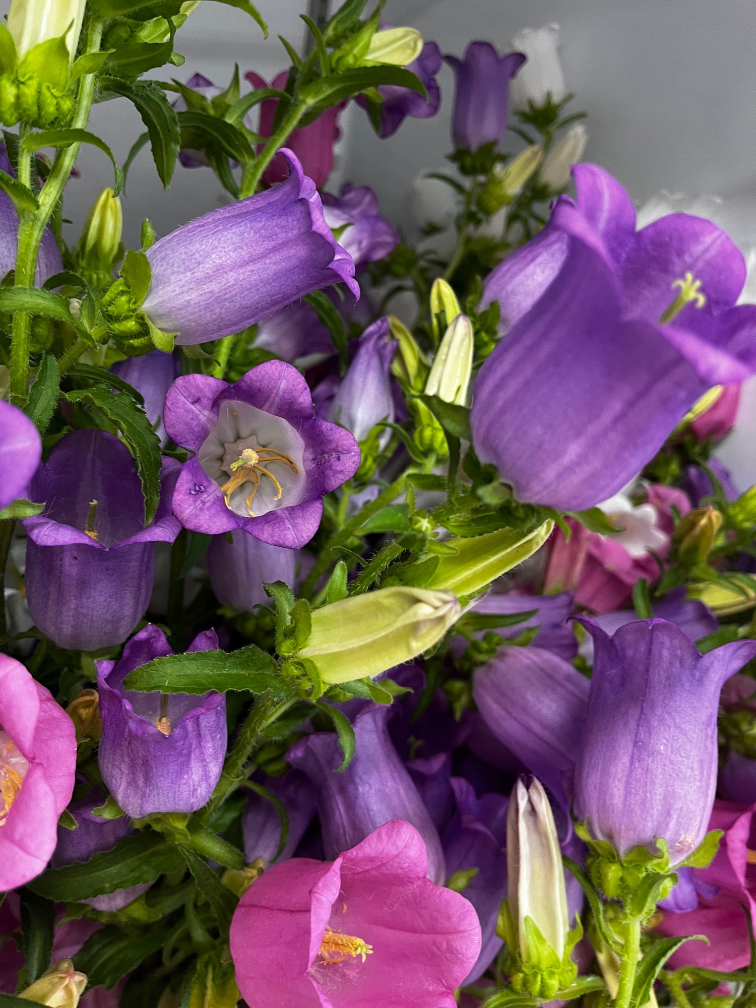 CAMPANULA medium