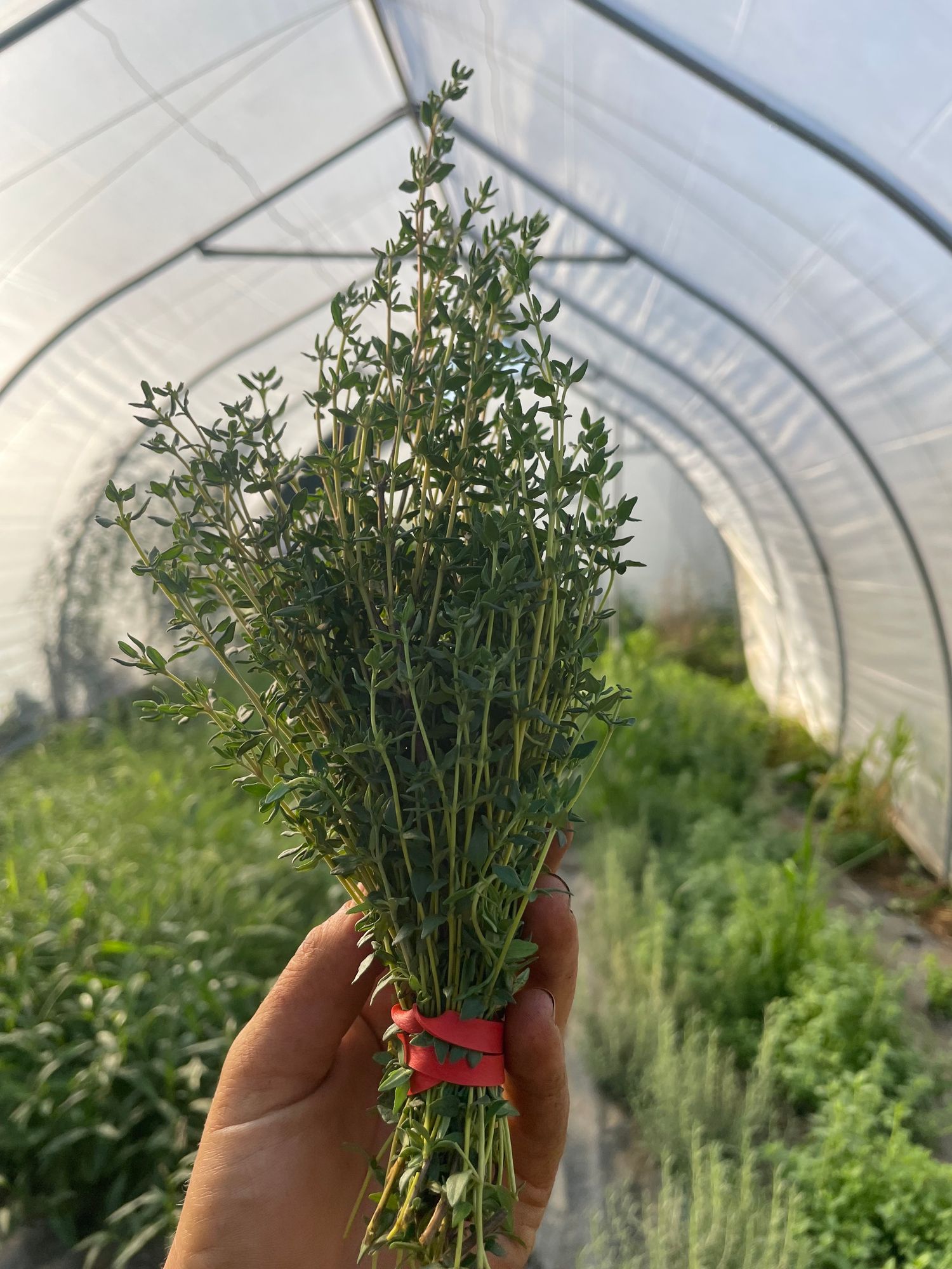 Herb, Thyme