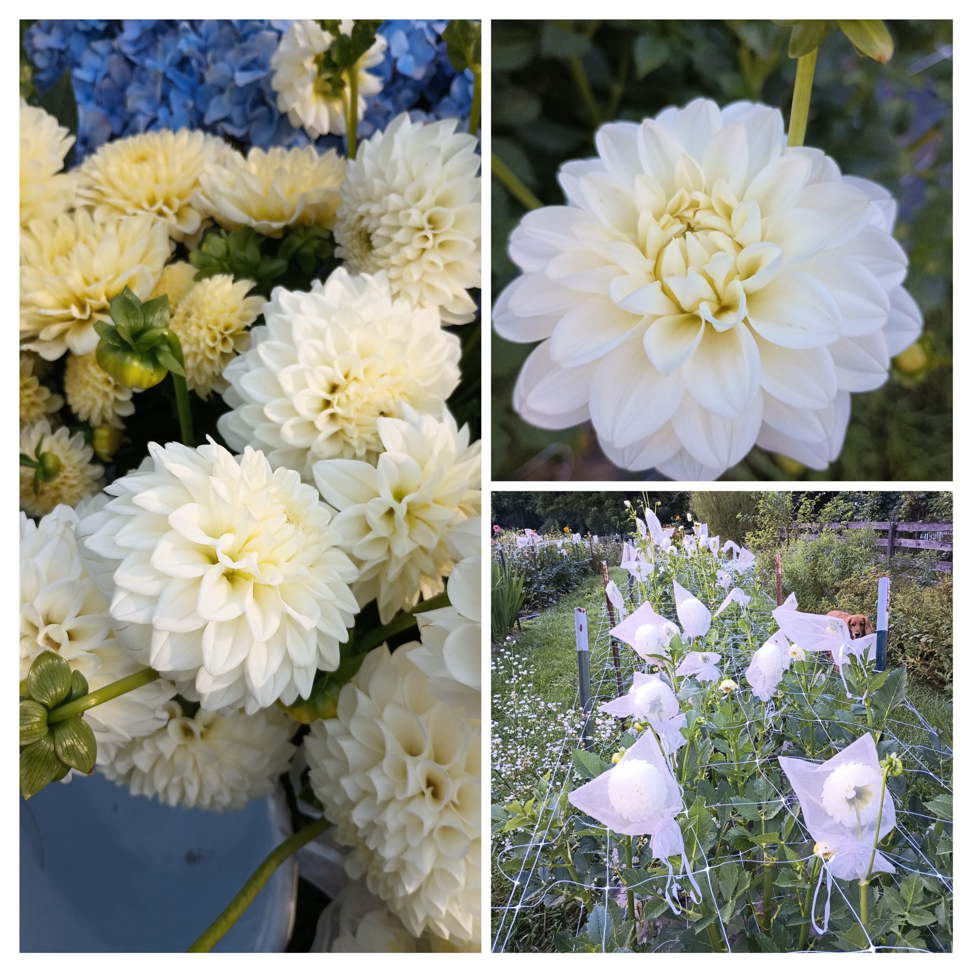 DAHLIA