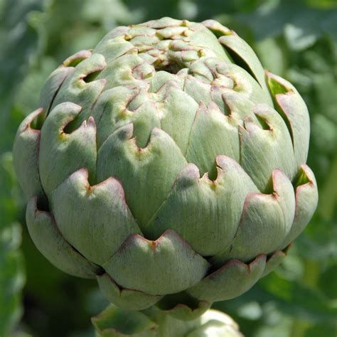 Artichoke (OG) - Green Globe, Large