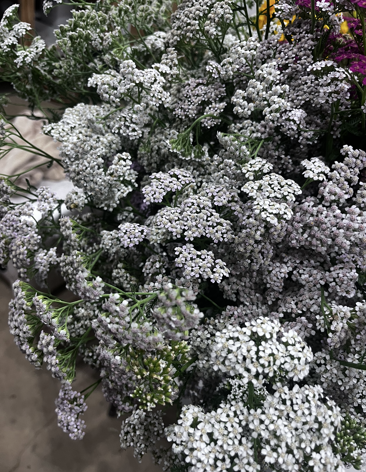 ACHILLEA millefolium