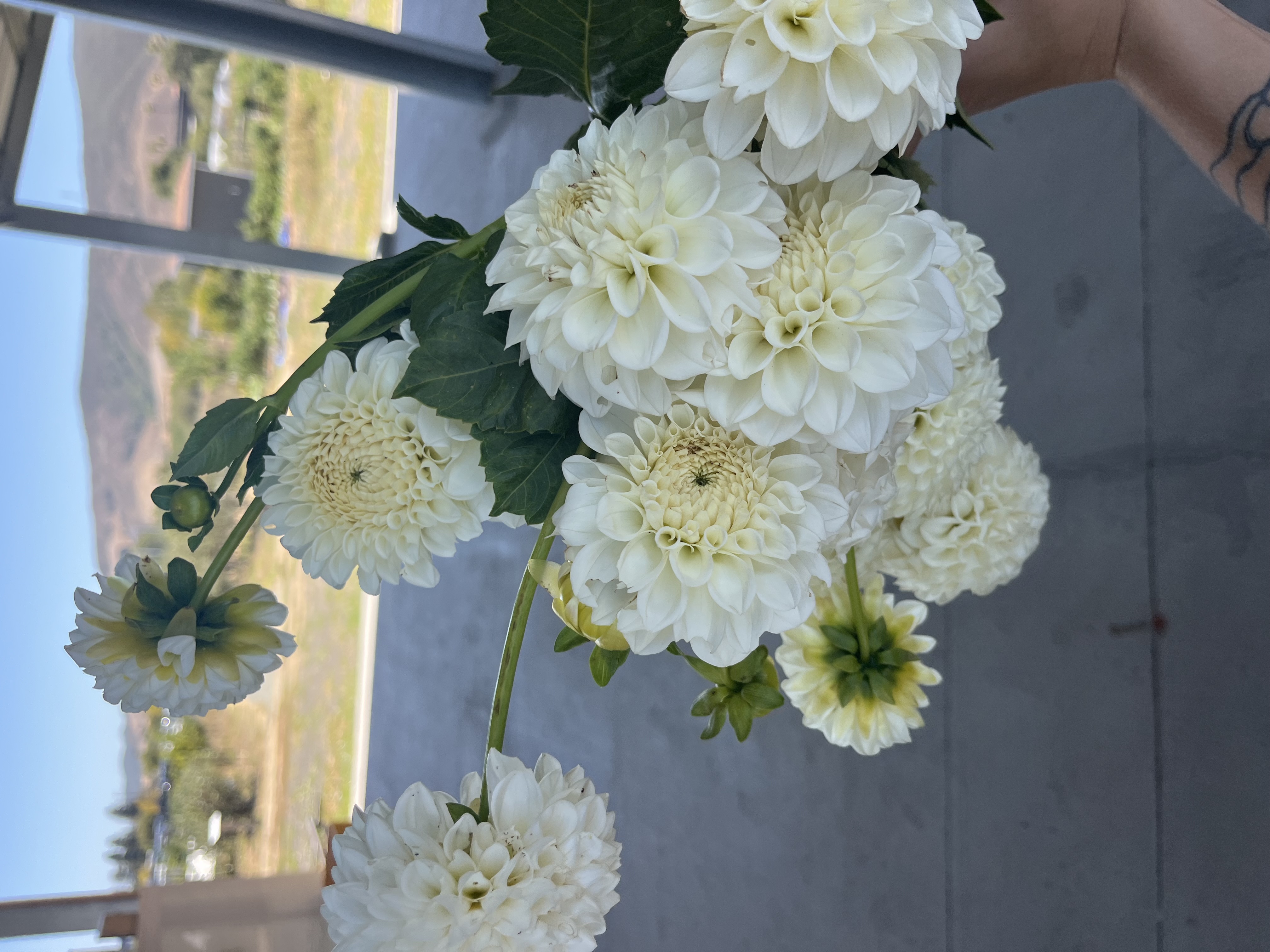 DAHLIA