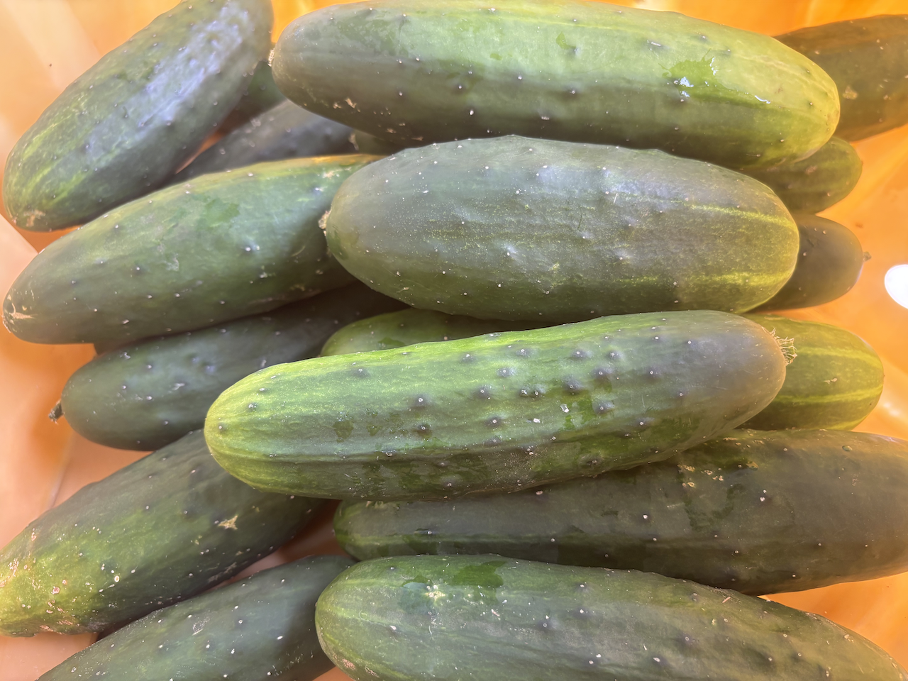 Organic Cucumber, Slicing "Marketmore"