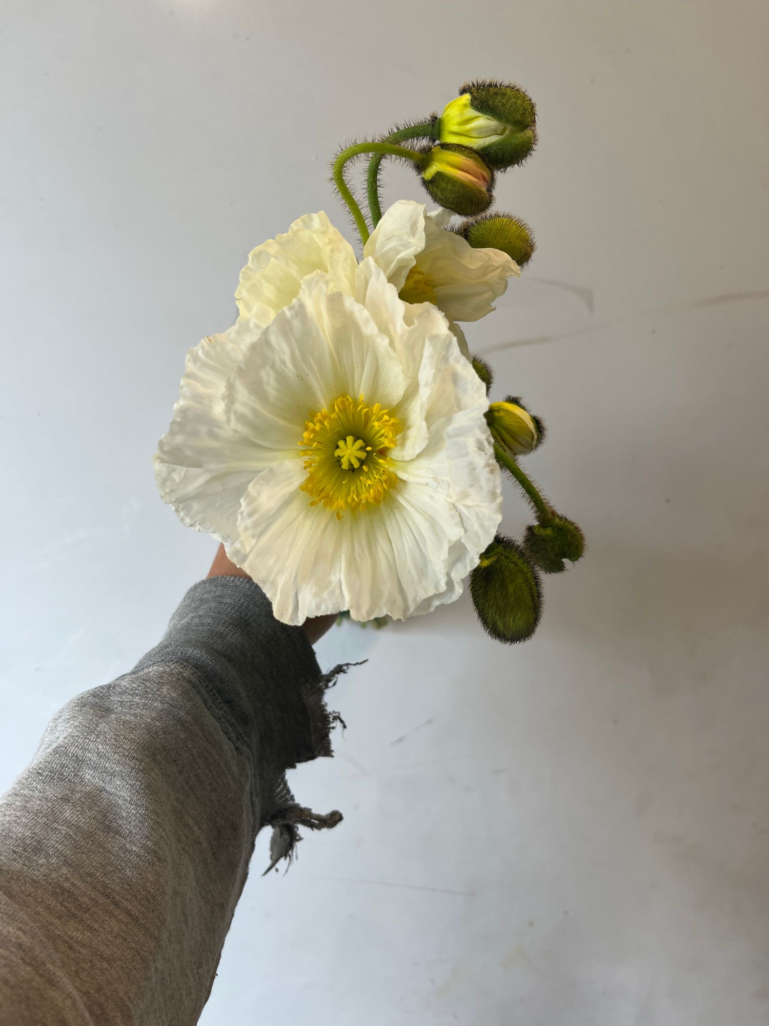 PAPAVER nudicaule Champagne Bubbles