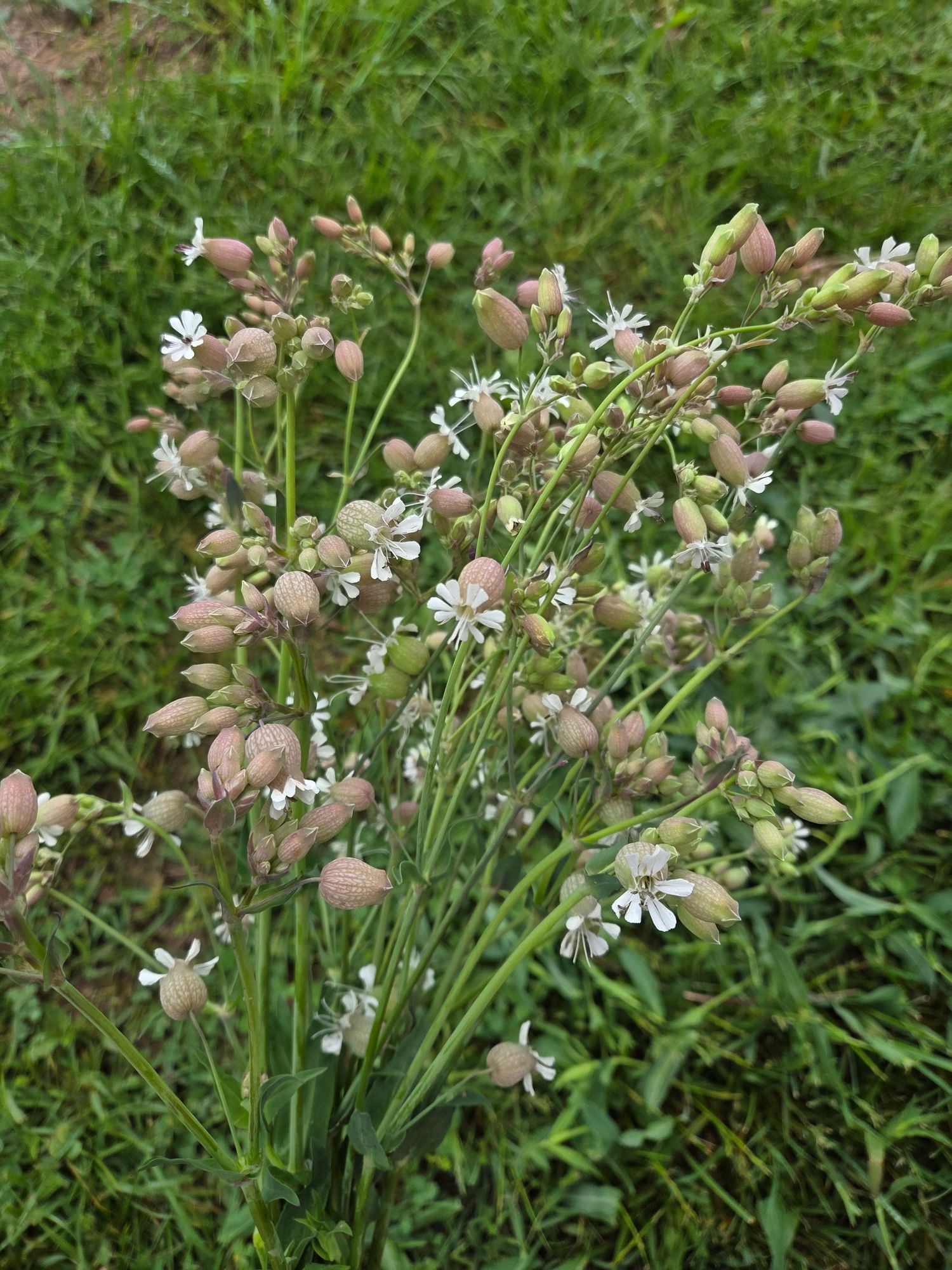 SILENE vulgaris Blushing Lanterns
