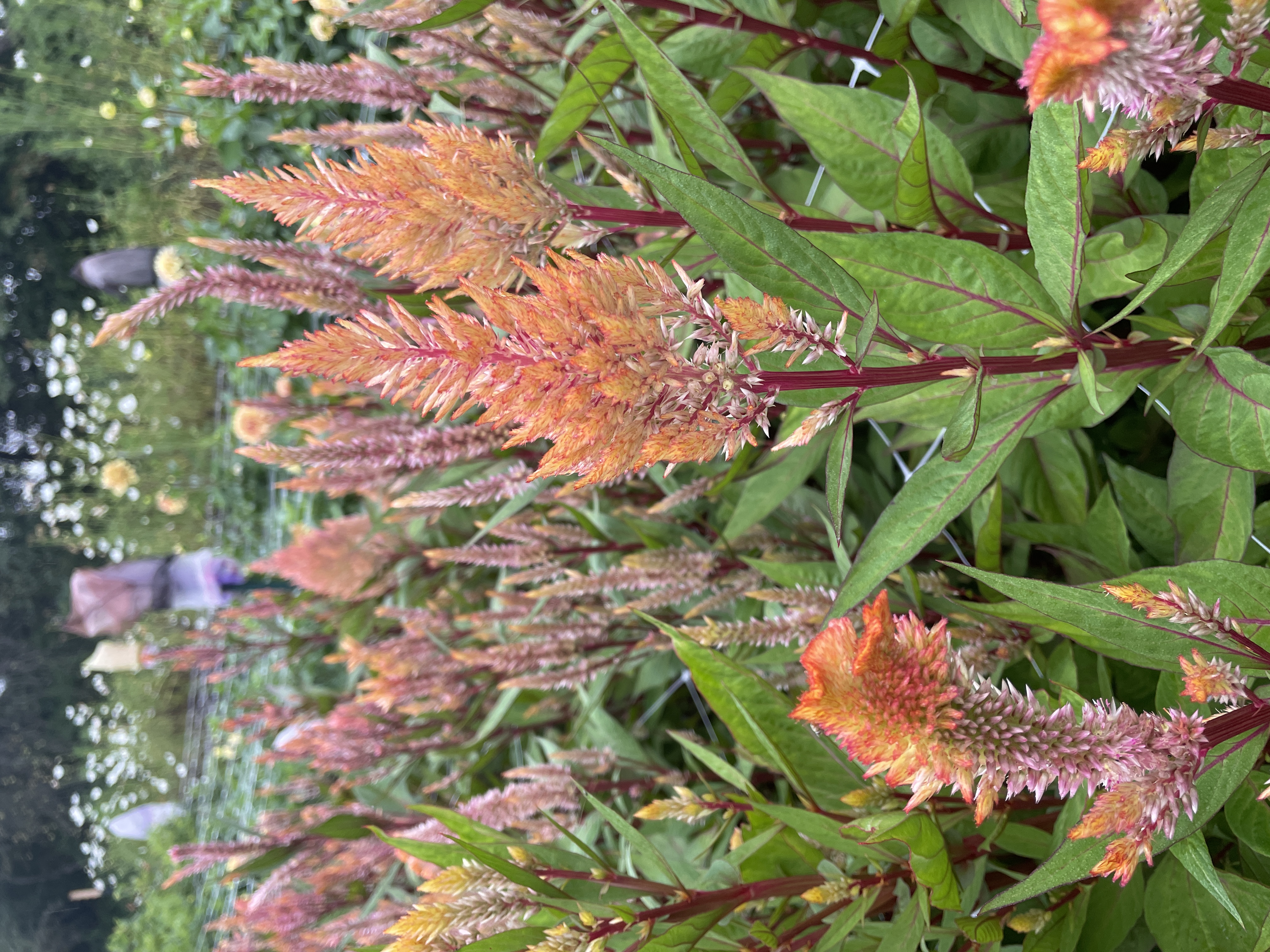 CELOSIA argentea var. plumosa Rose Gold