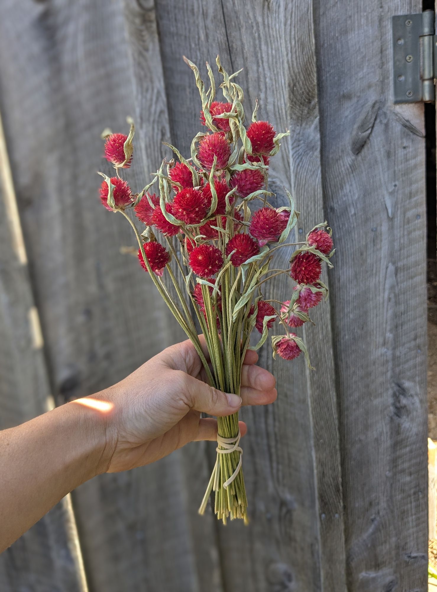 GOMPHRENA haageana Strawberry Fields