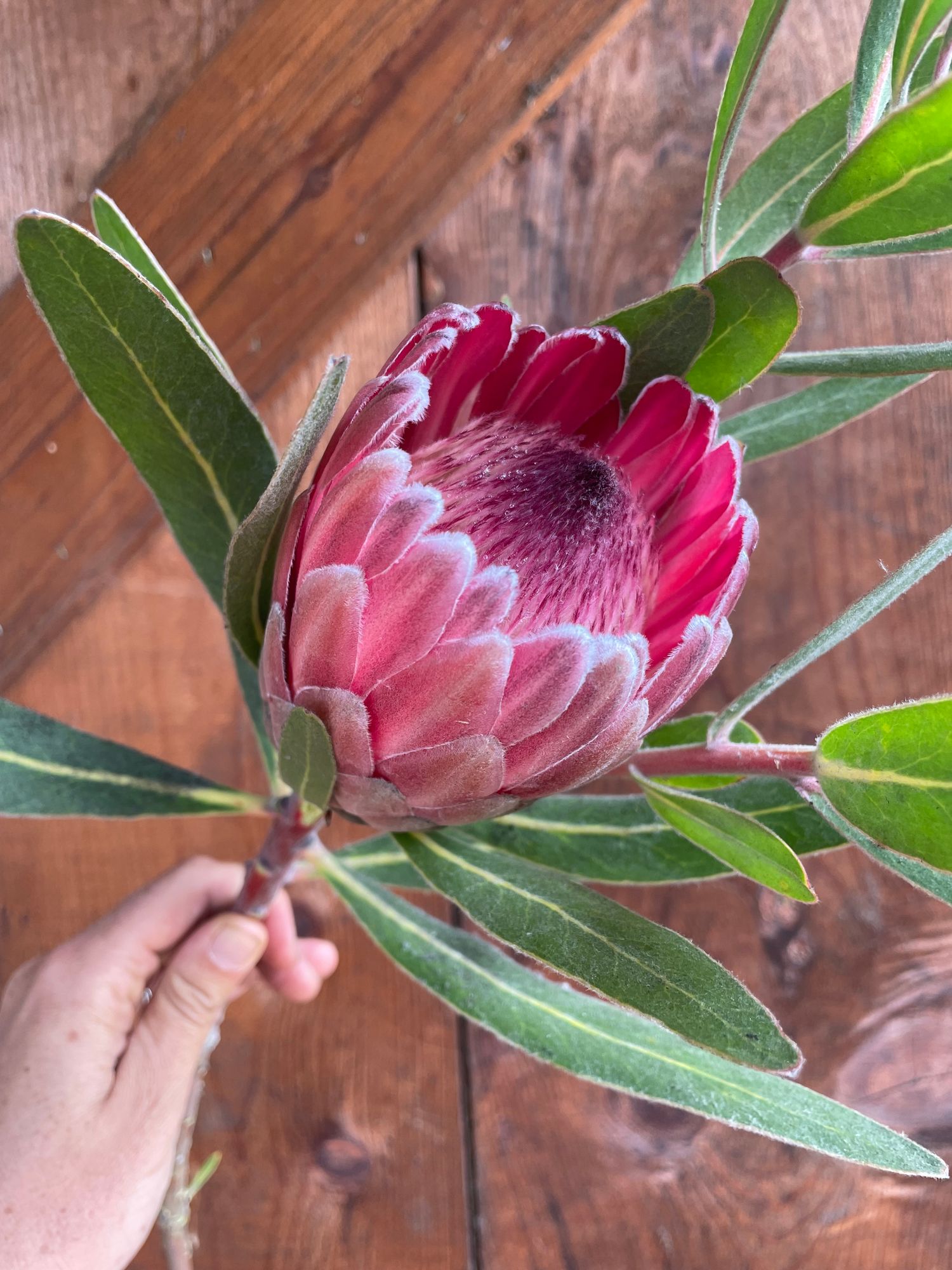 PROTEA neriifolia x susannae Pink Ice