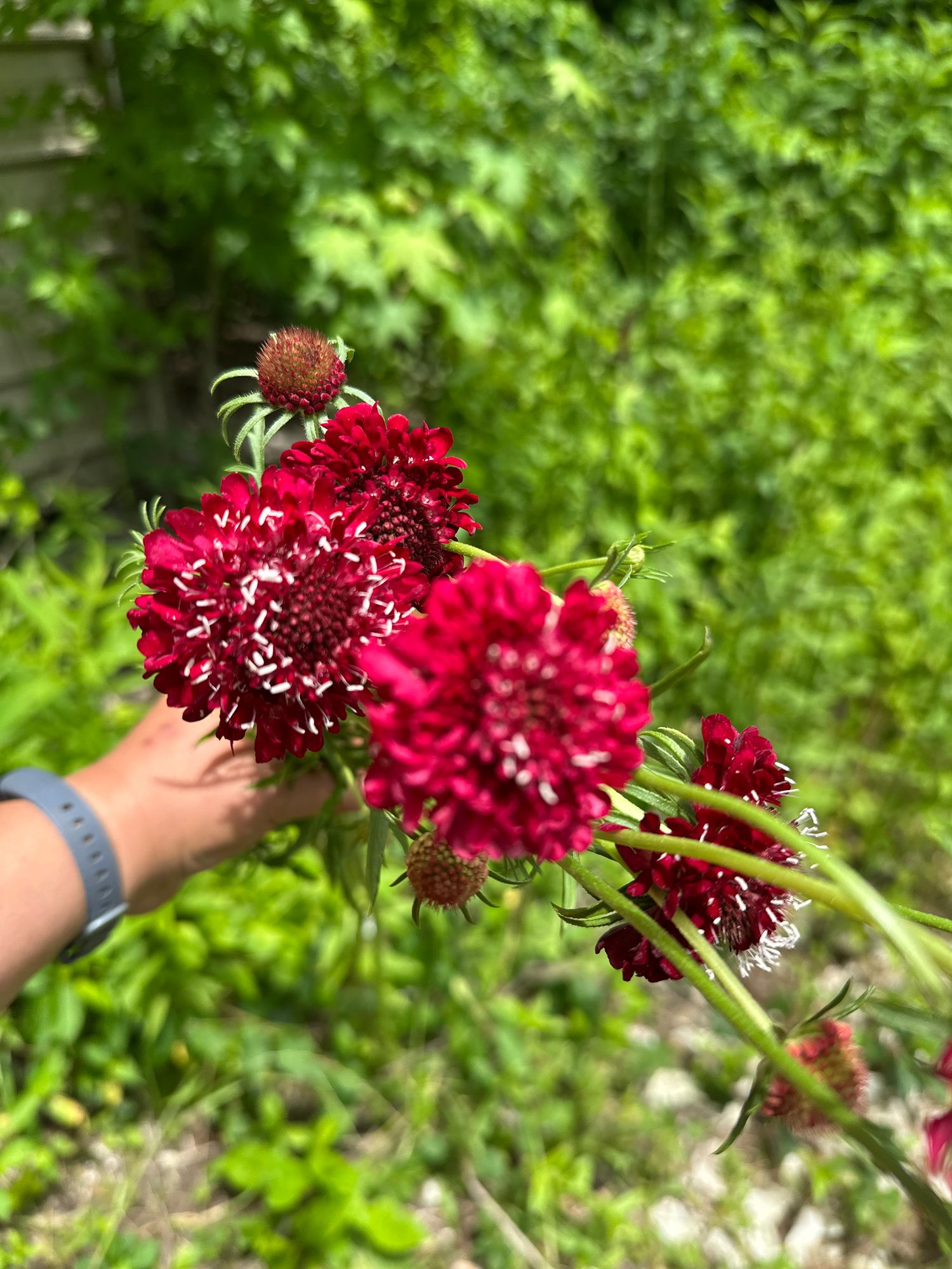 SCABIOSA atropurpurea Merlot Red