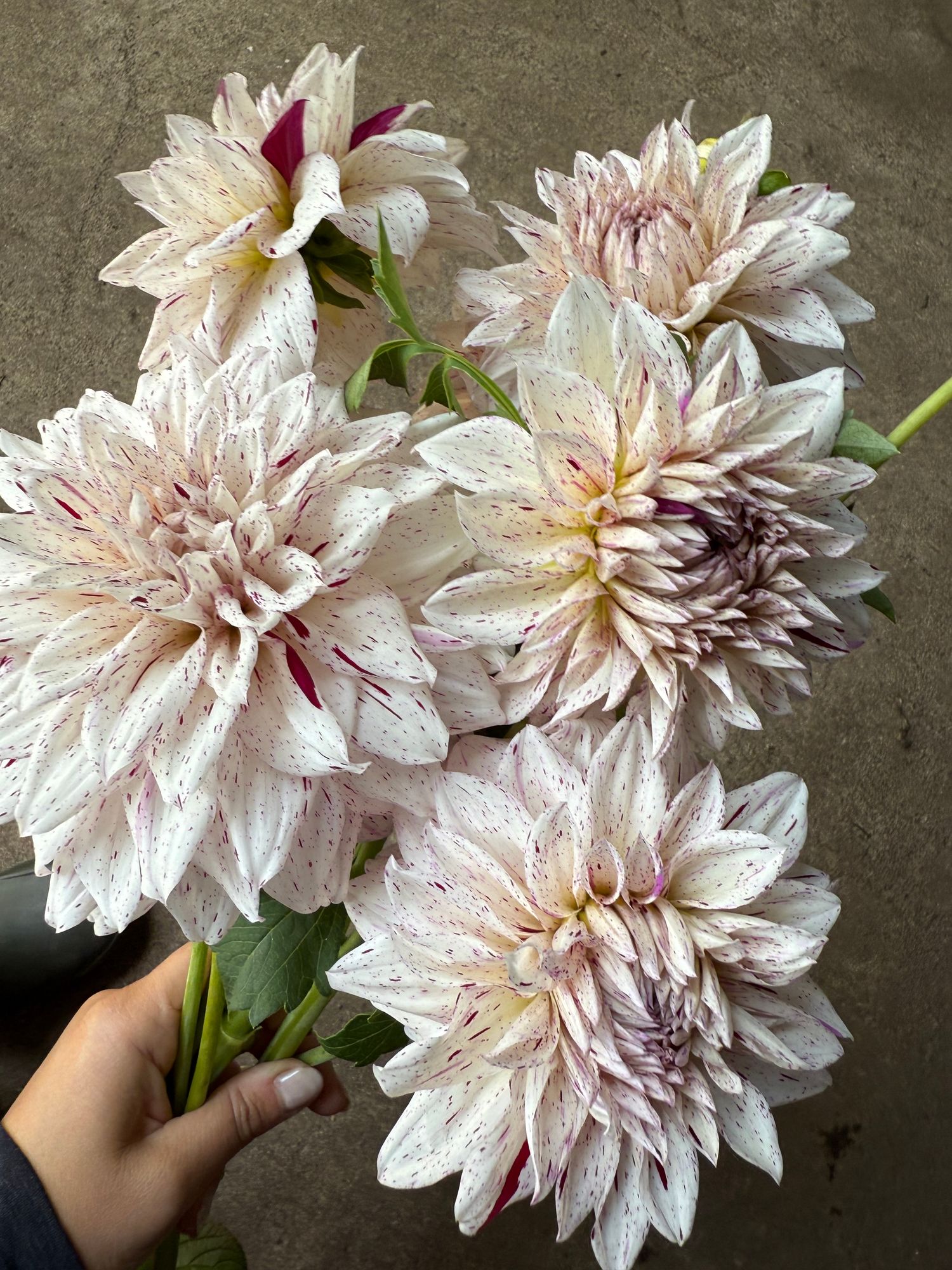 DAHLIA Hulin's Carnival