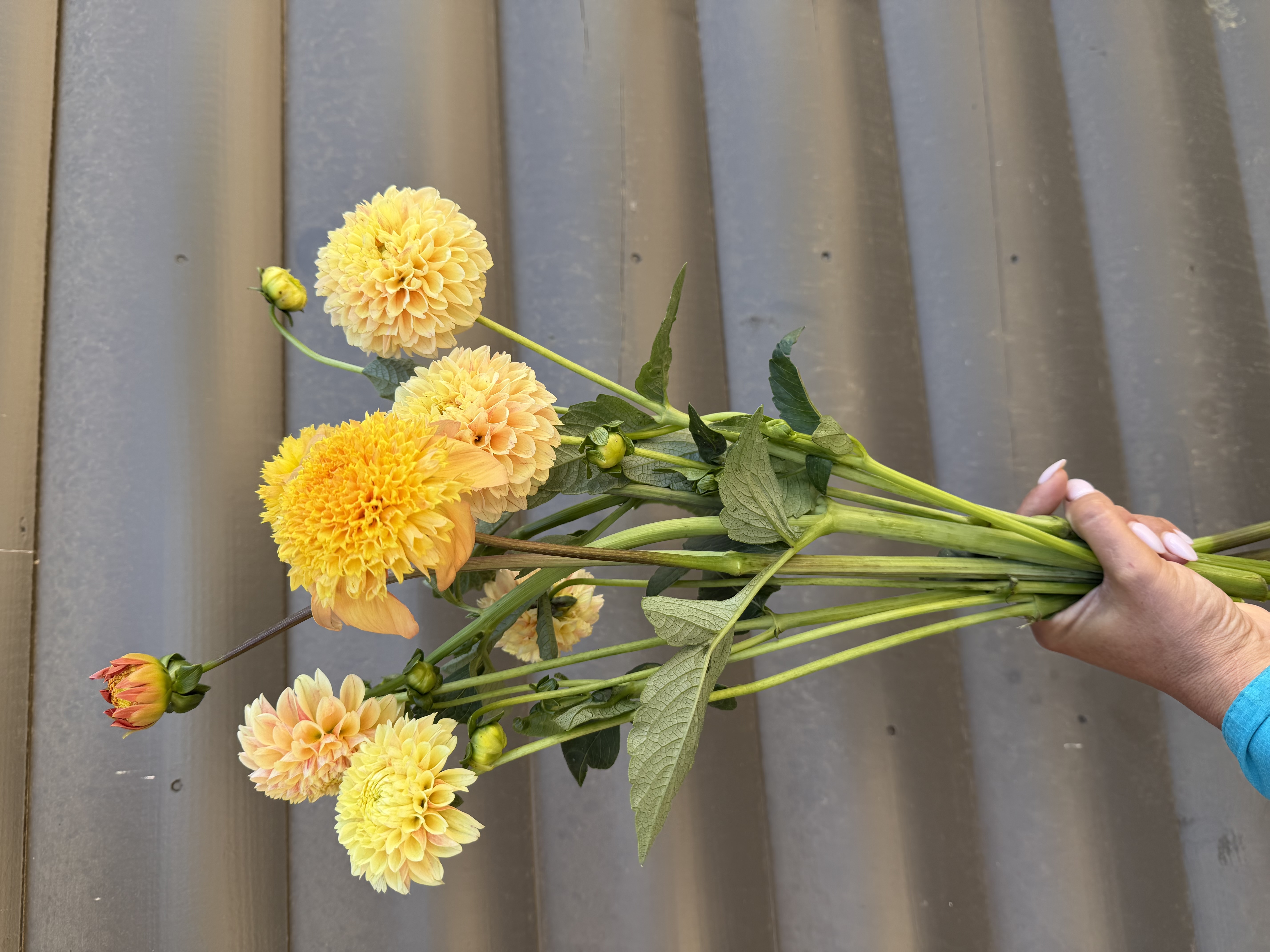 DAHLIA