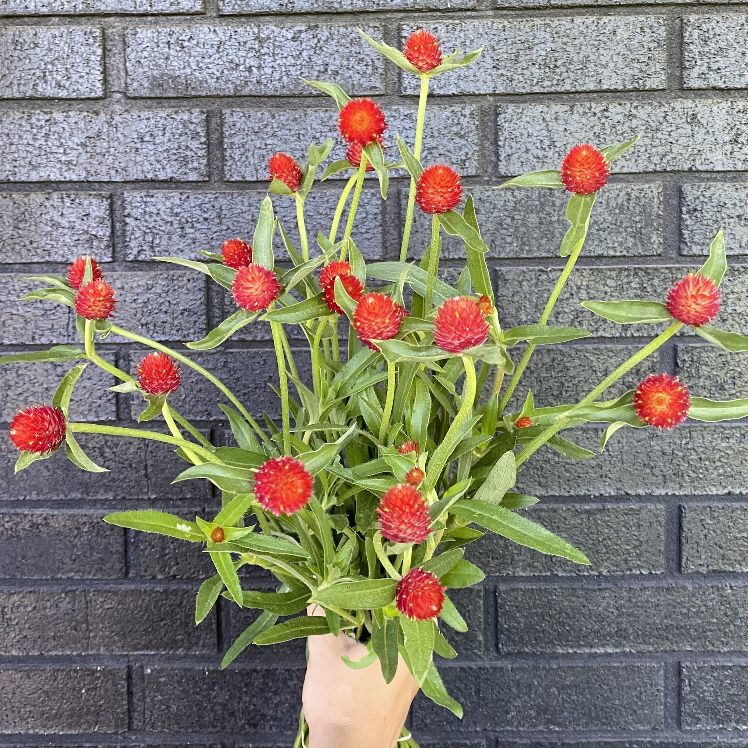 GOMPHRENA haageana Strawberry Fields