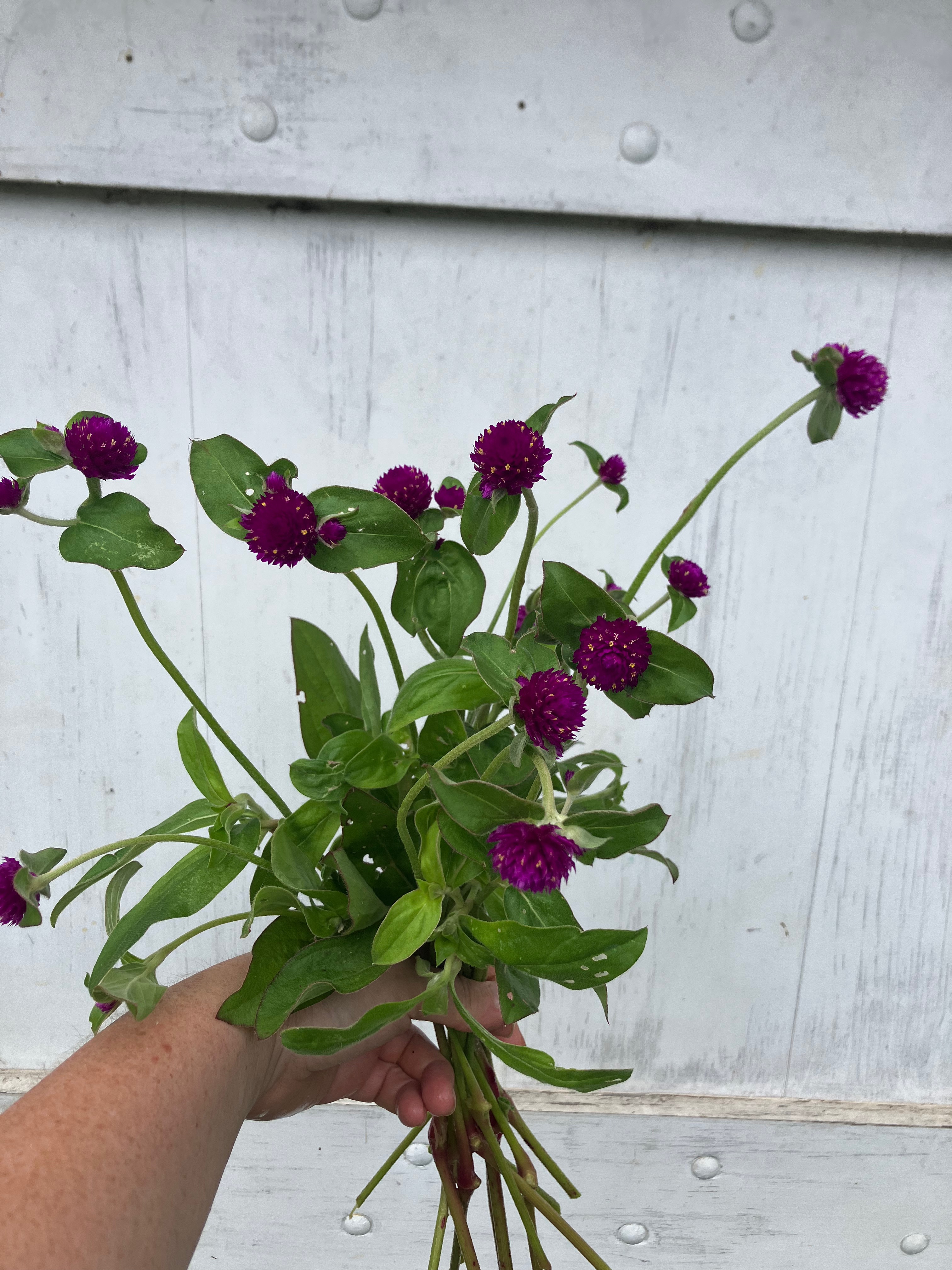 GOMPHRENA globosa Audray Purple-Red