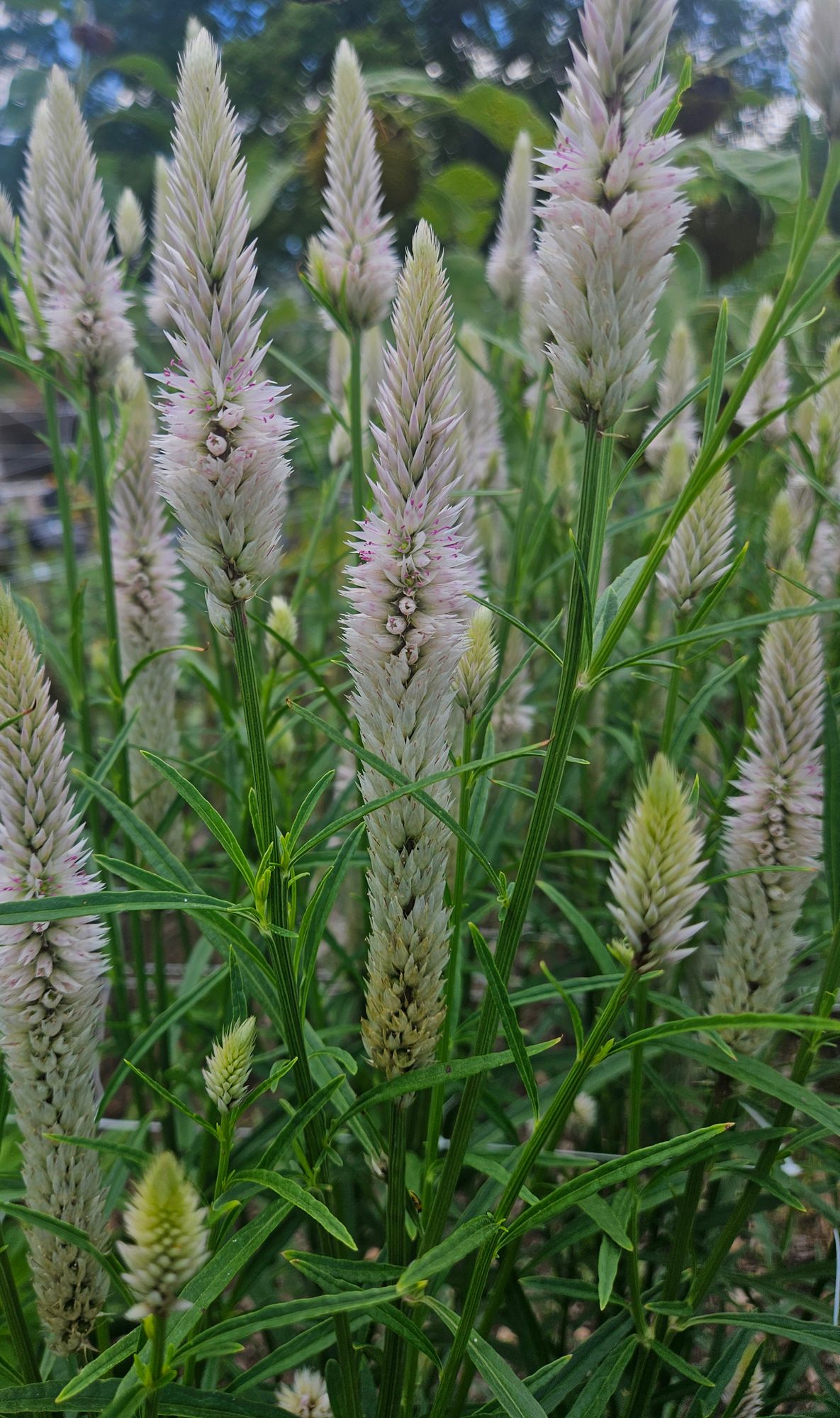CELOSIA argentea spicata Flamingo Feather
