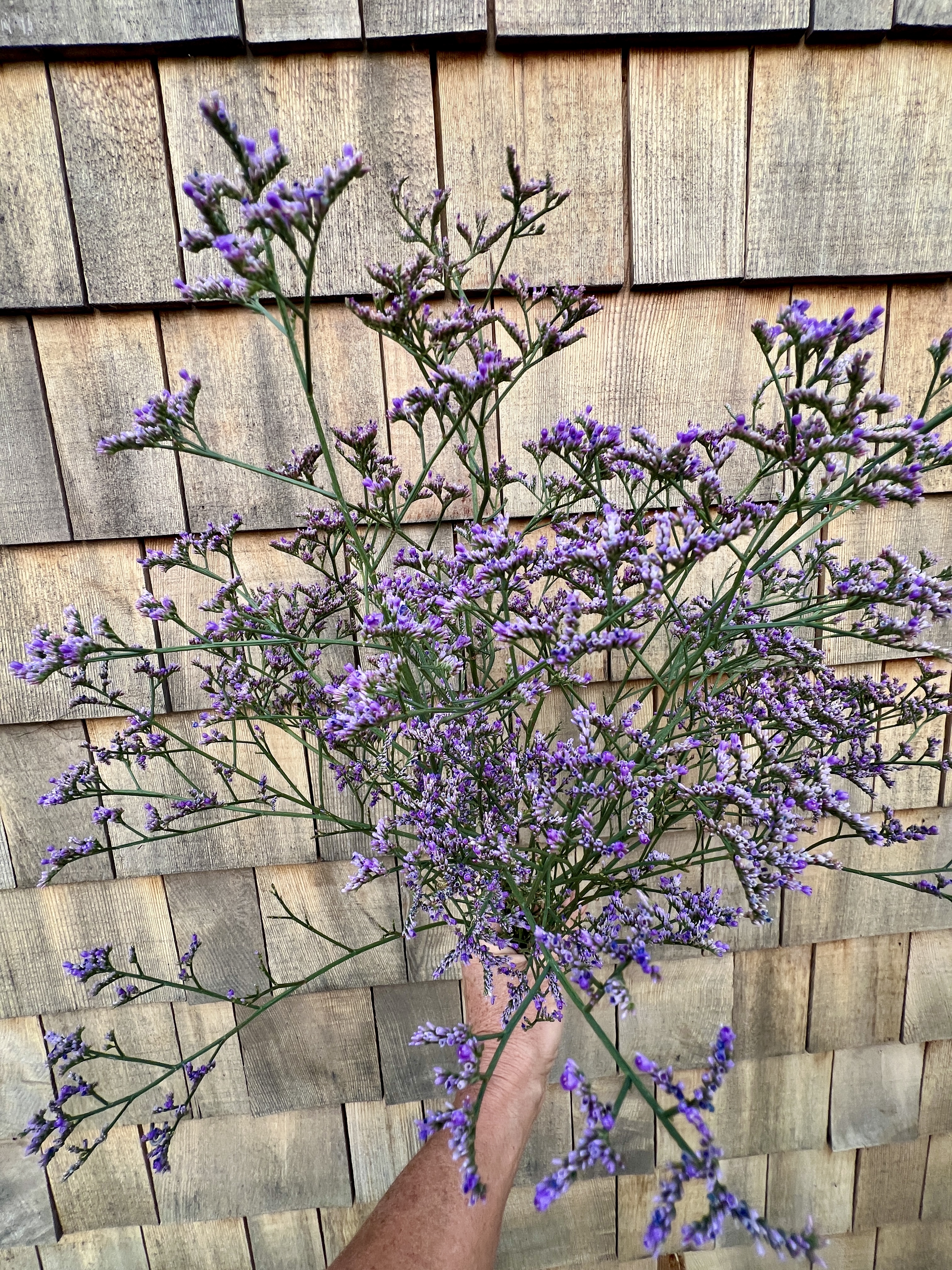 LIMONIUM latifolium