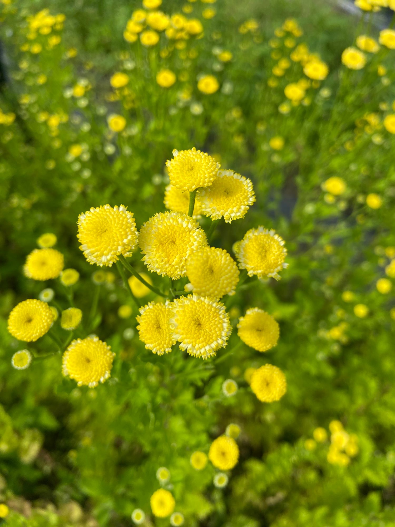 TANACETUM parthenium Vegmo Sunny Ball