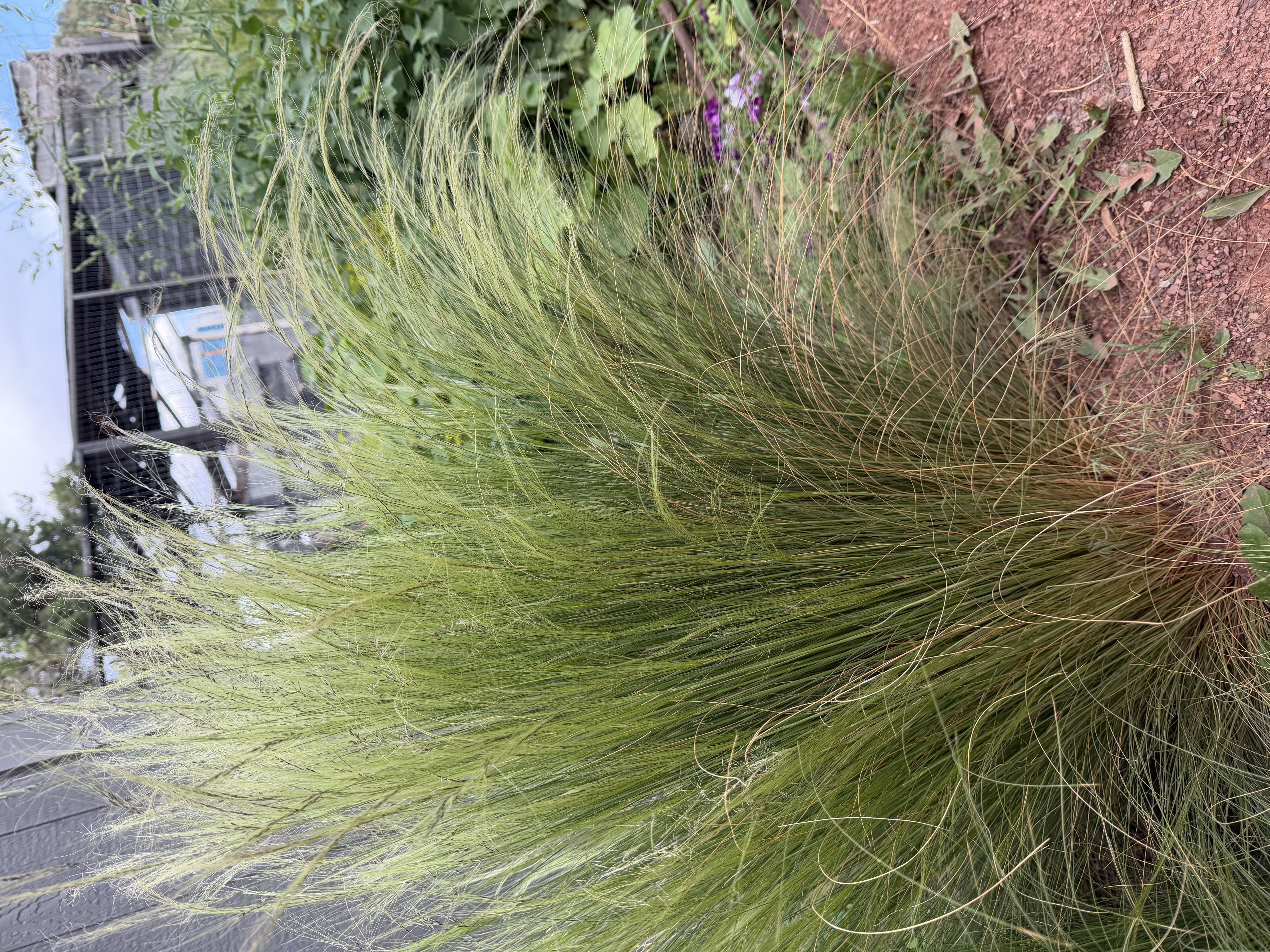 STIPA capillata