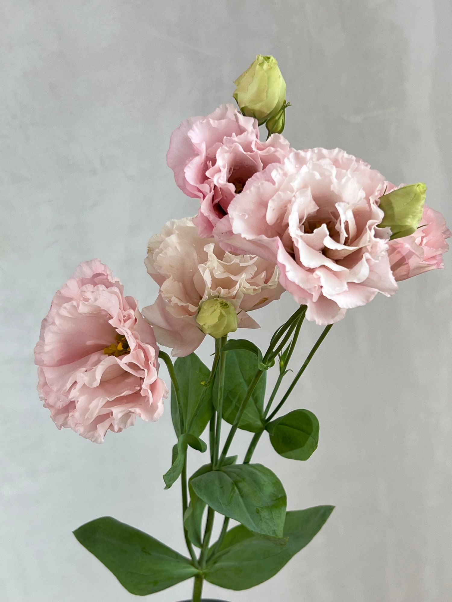 EUSTOMA grandiflorum Corelli