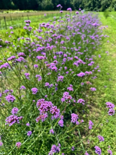 VERBENA bonariensis