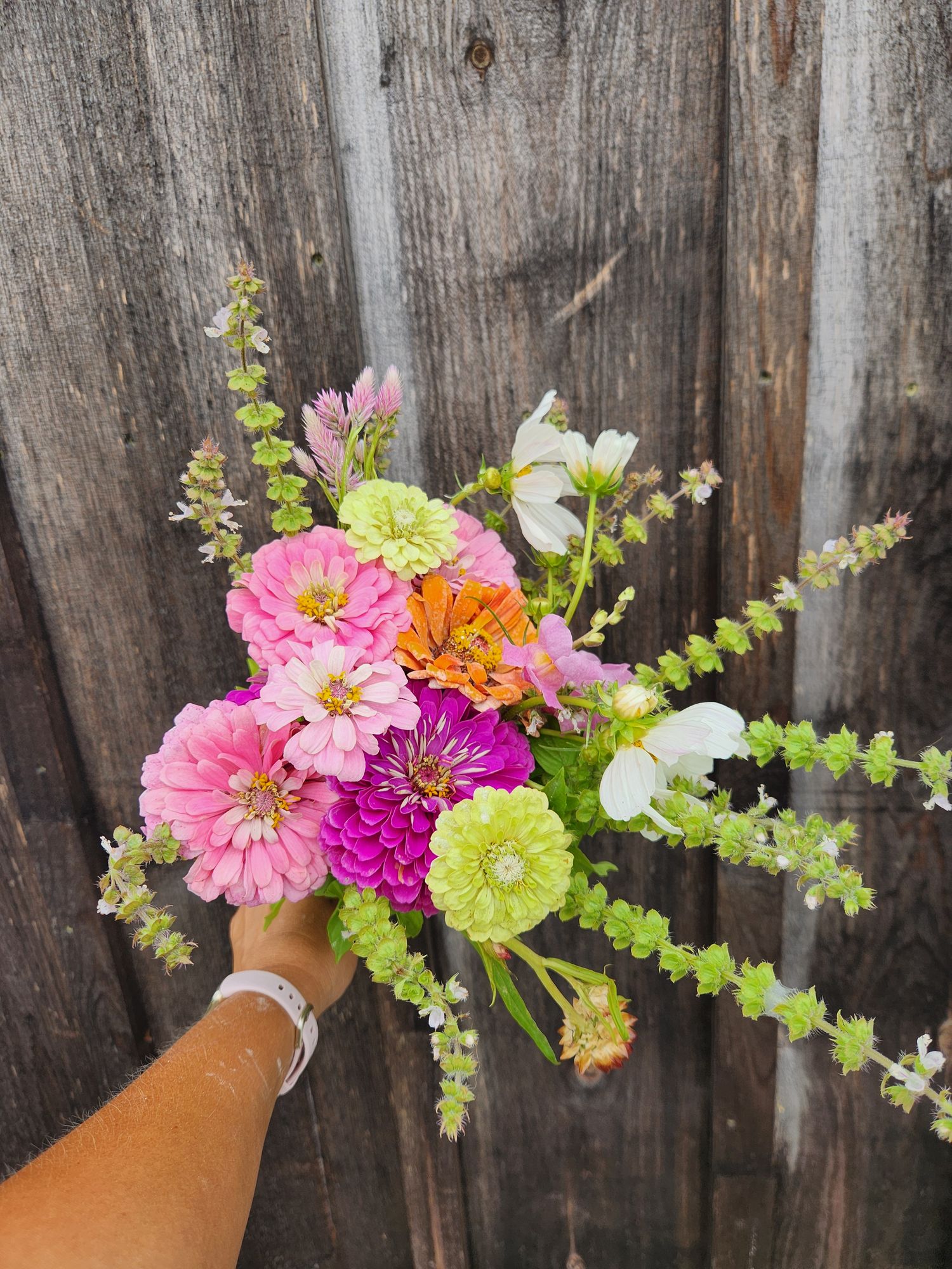 Curated Cut Flower Garden Plant Starts - Soft and Romantic