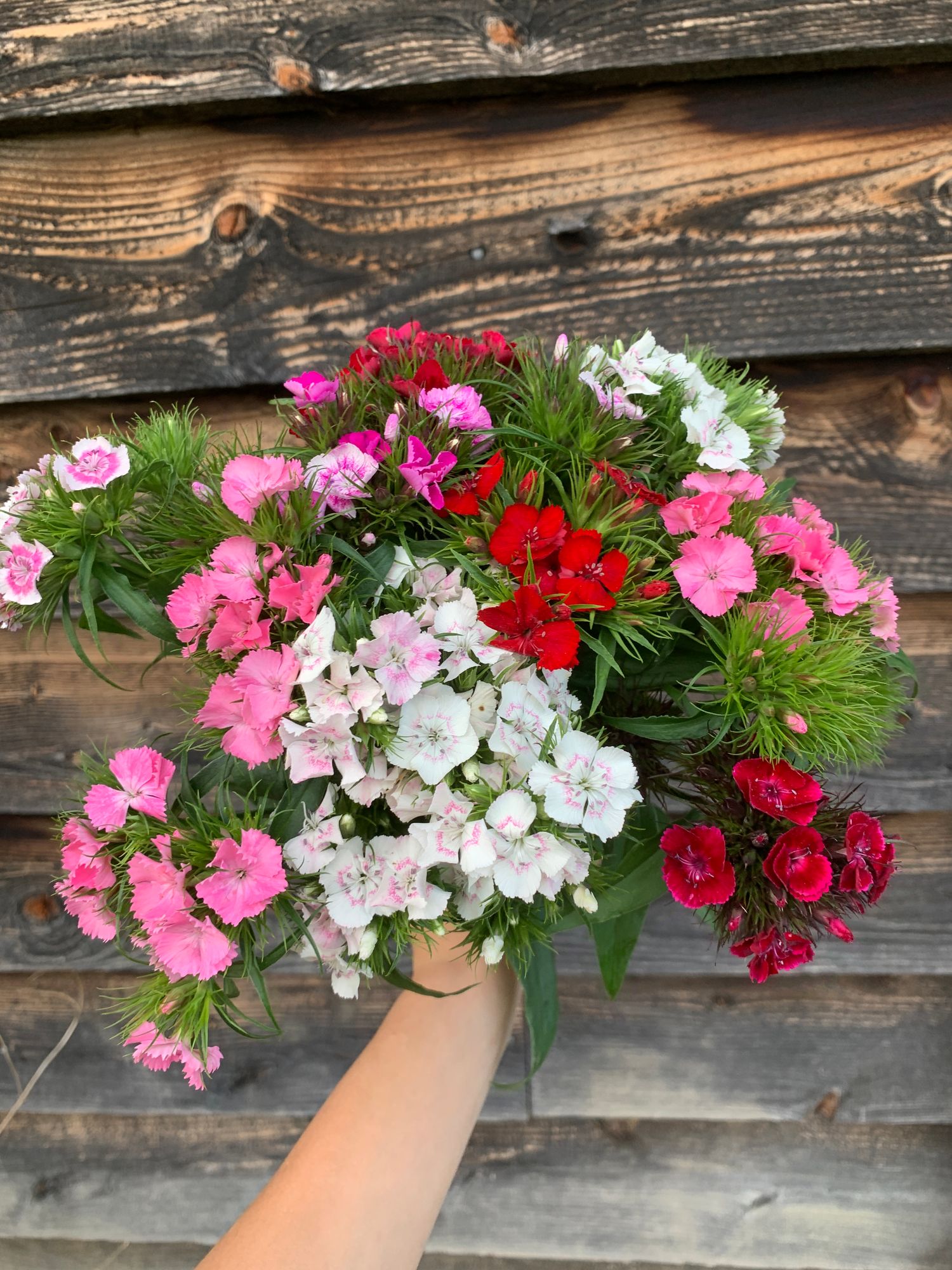 DIANTHUS barbatus