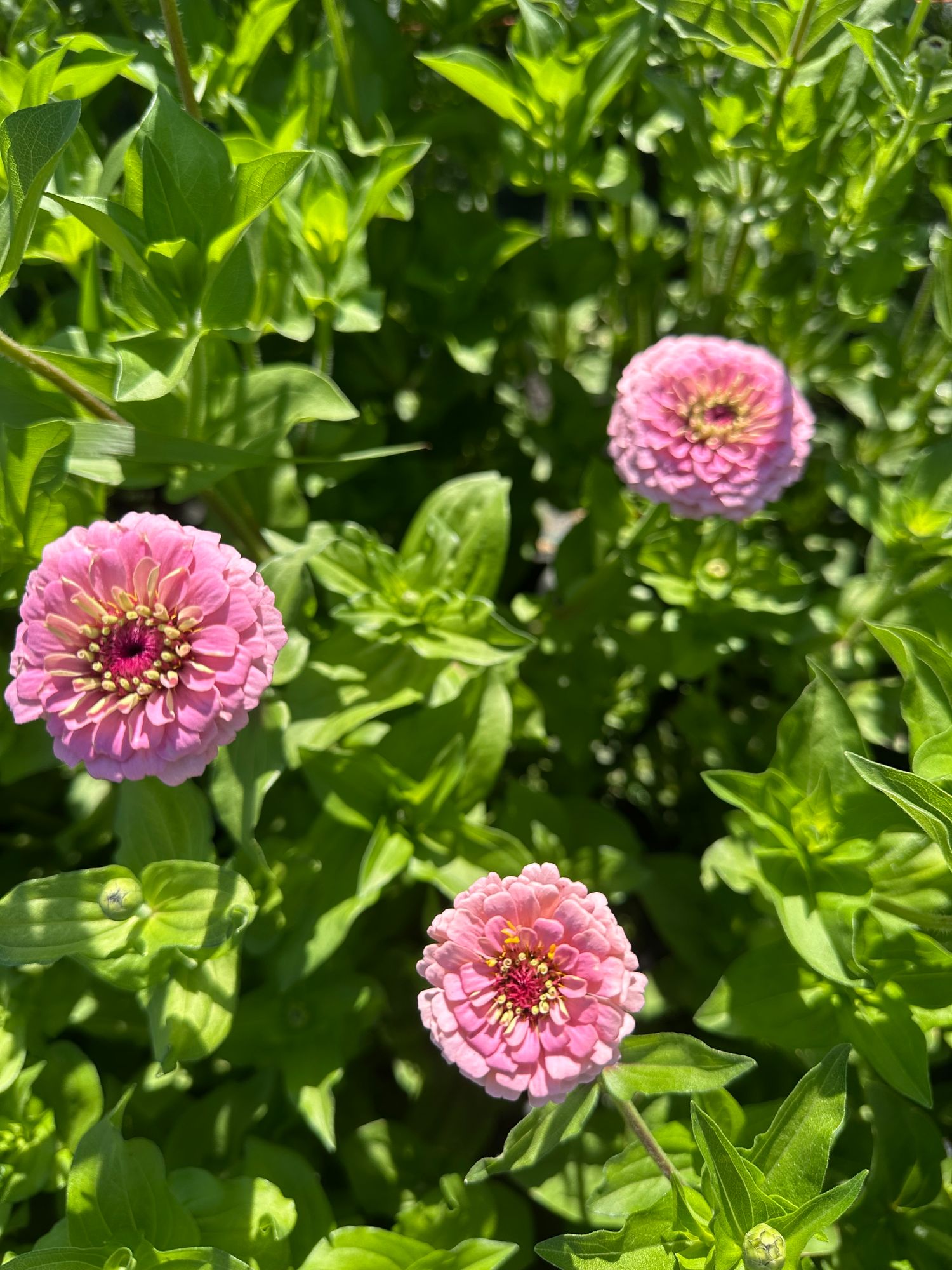 ZINNIA elegans Oklahoma Series