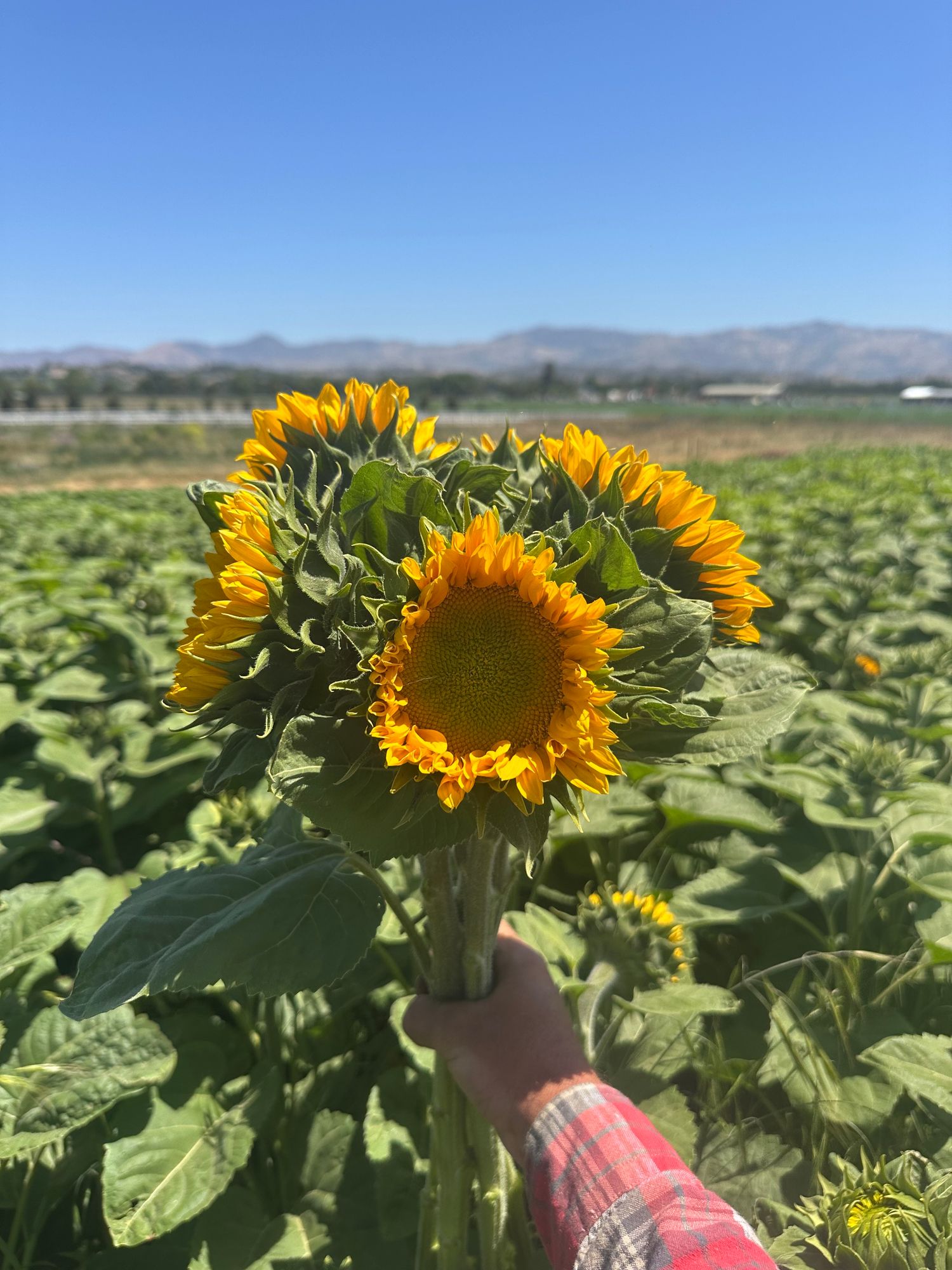 HELIANTHUS annuus ProCut Gold Lite
