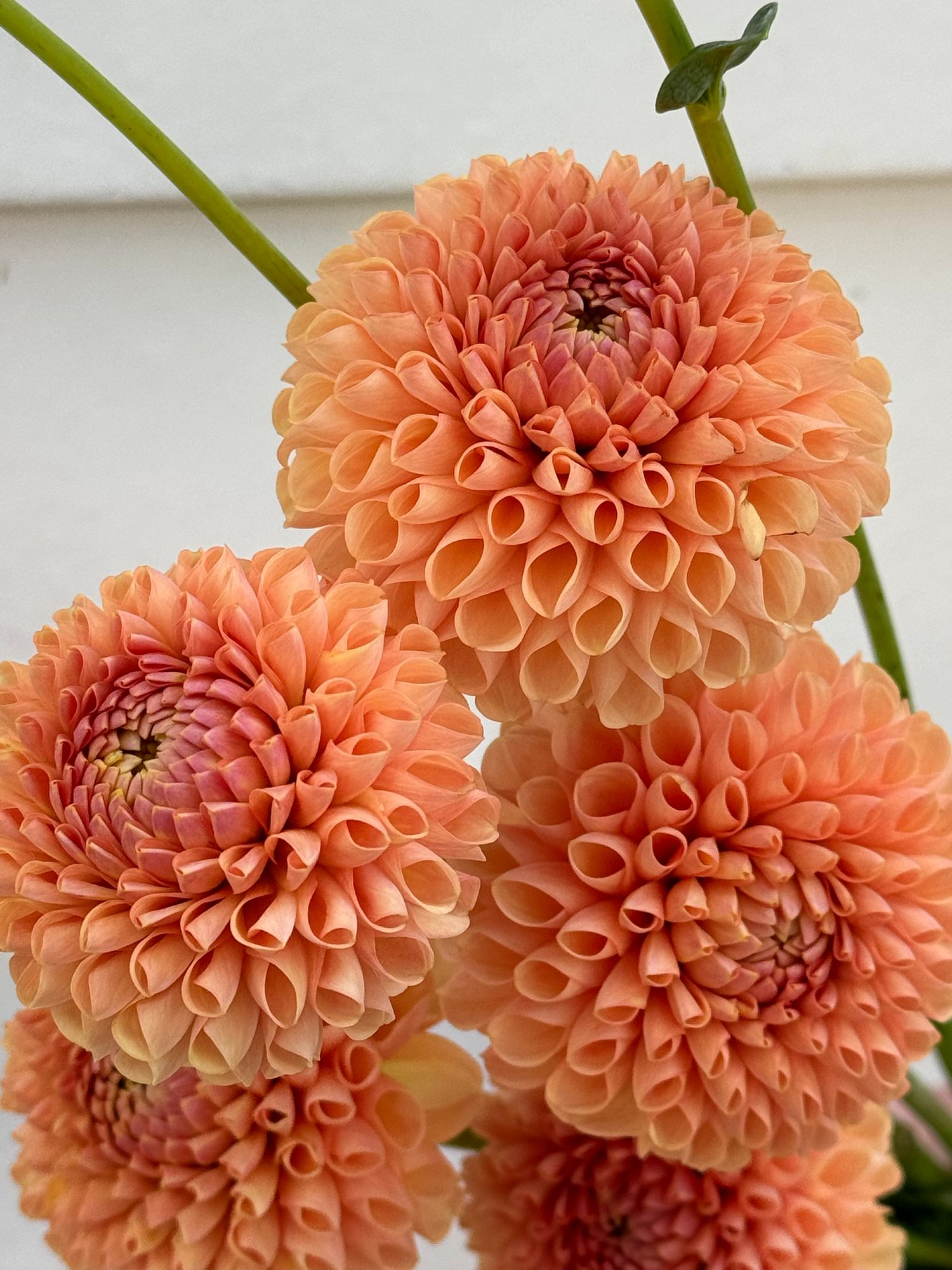 DAHLIA Ball