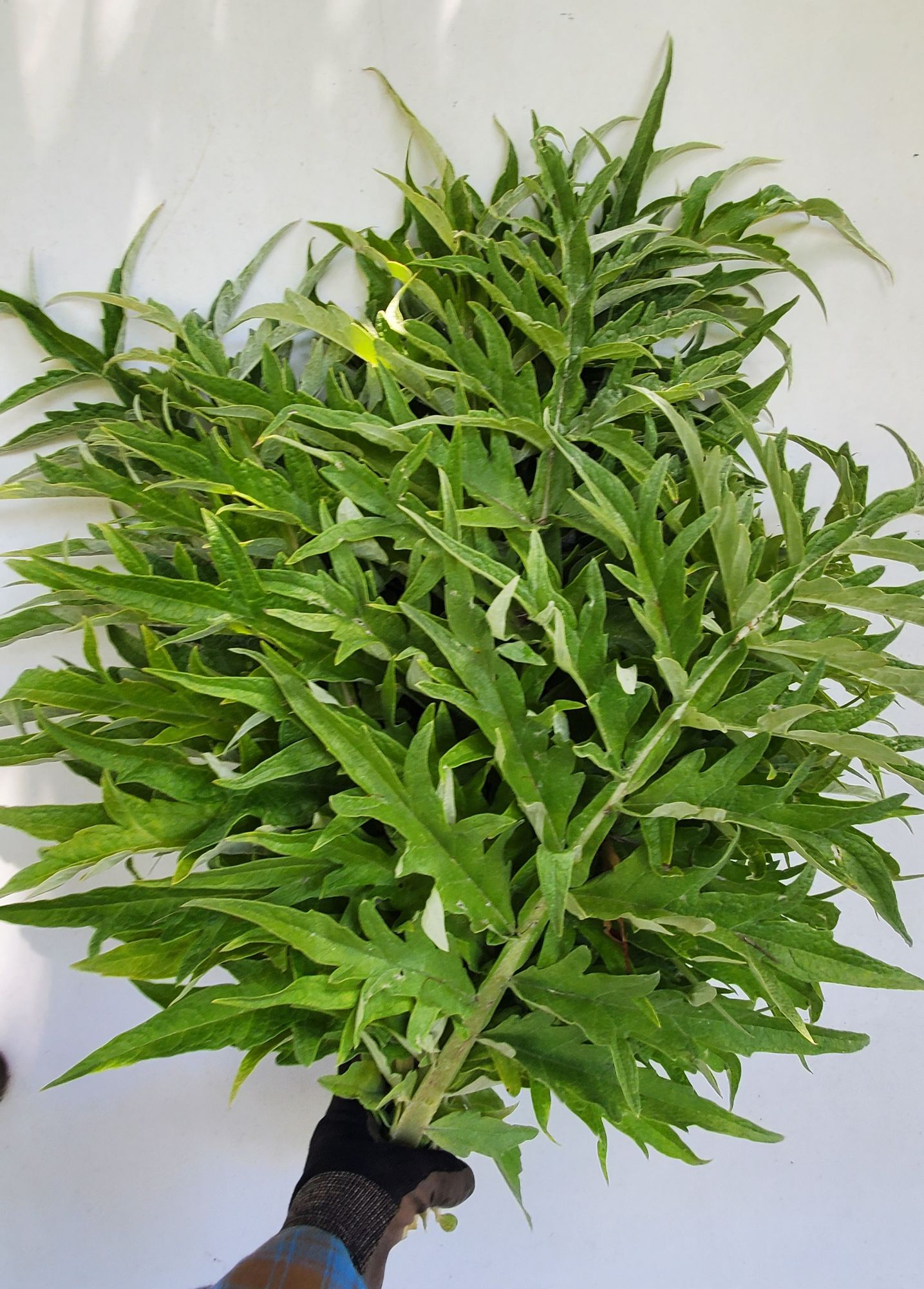 CYNARA cardunculus