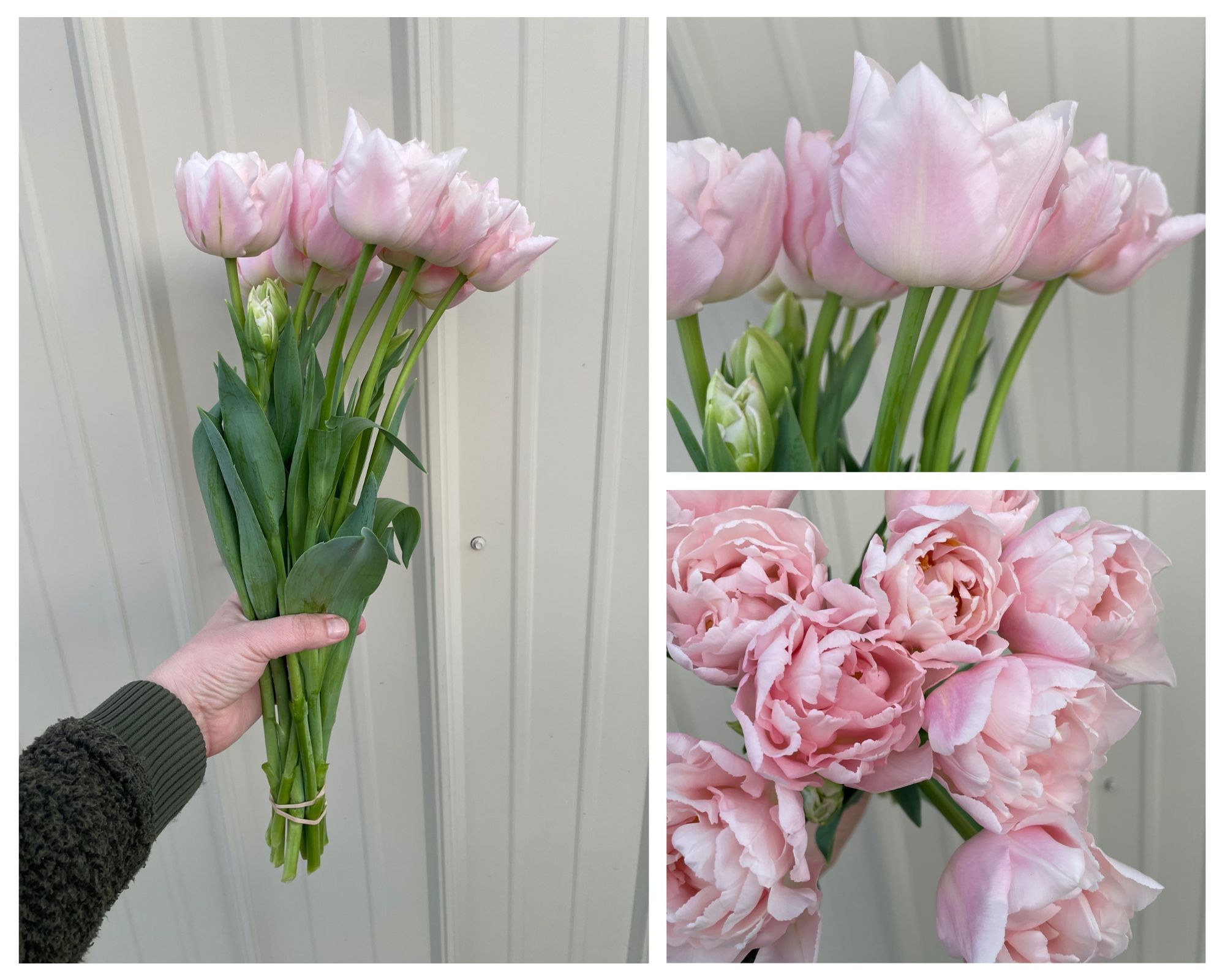 TULIPA Dreamer