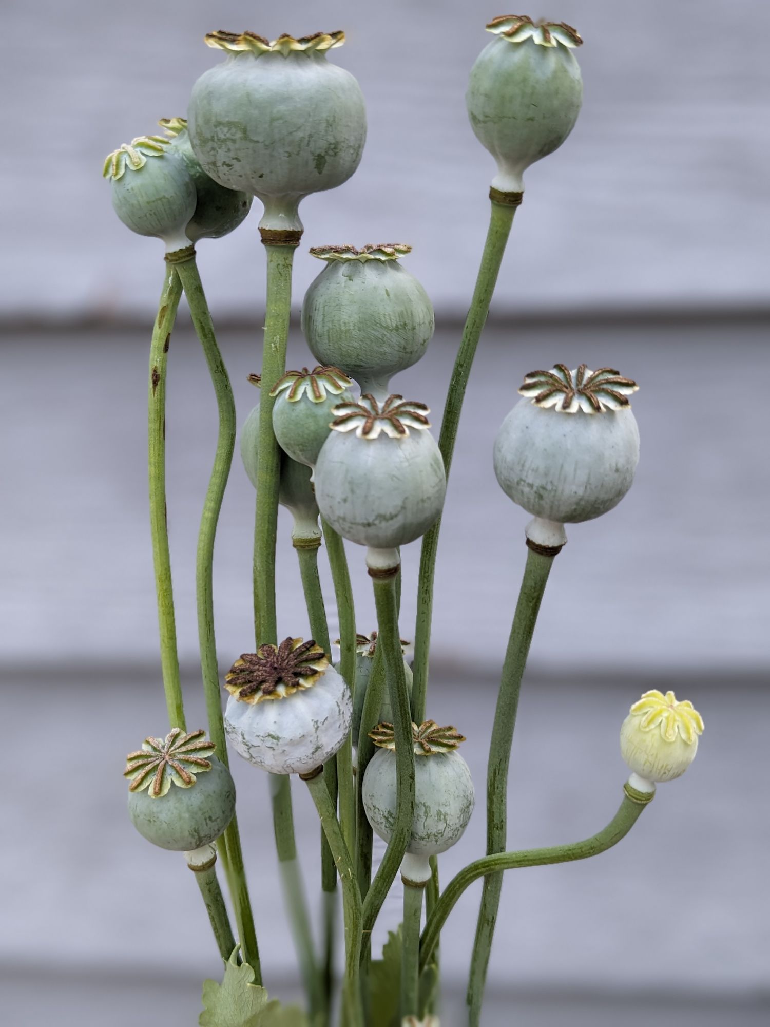PAPAVER somniferum