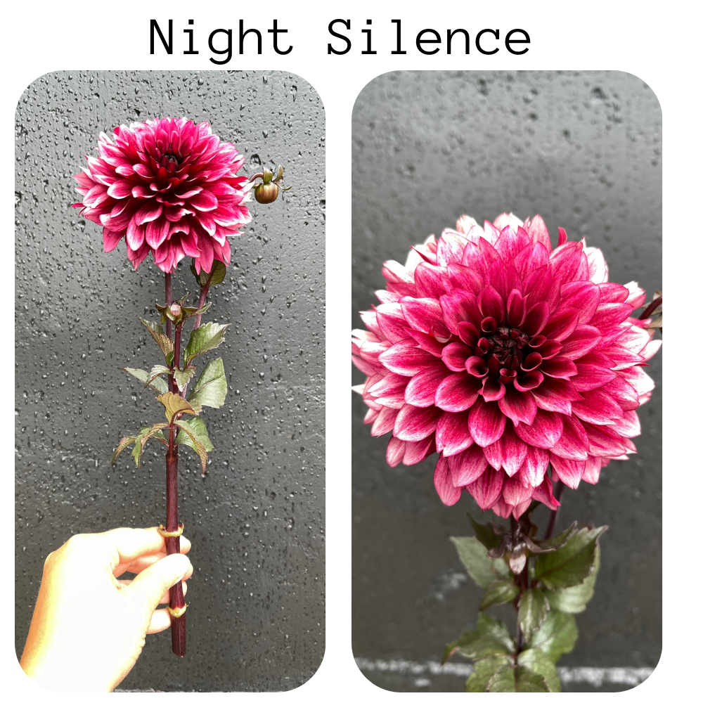 DAHLIA Night Silence