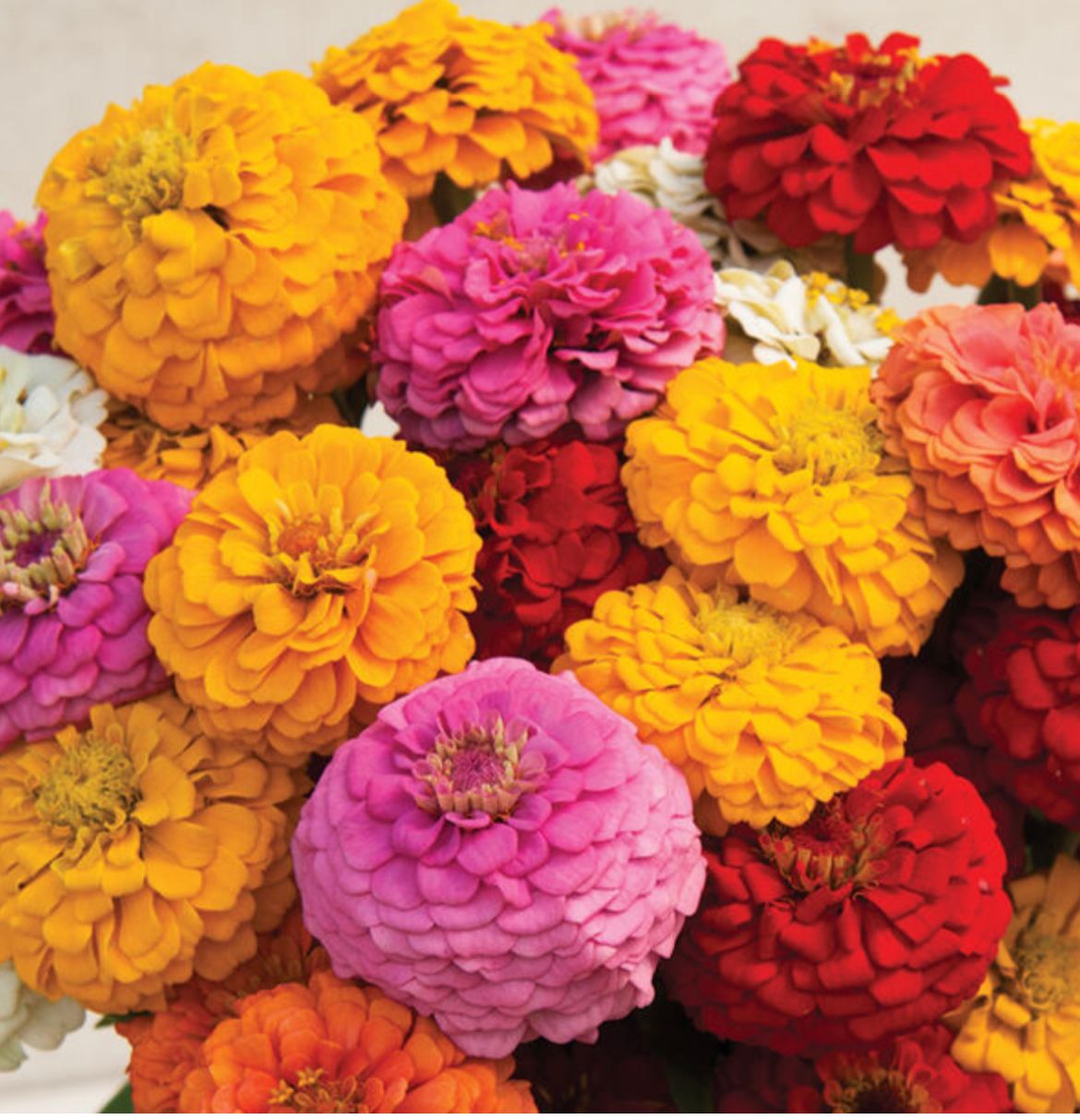 ZINNIA elegans Oklahoma Series