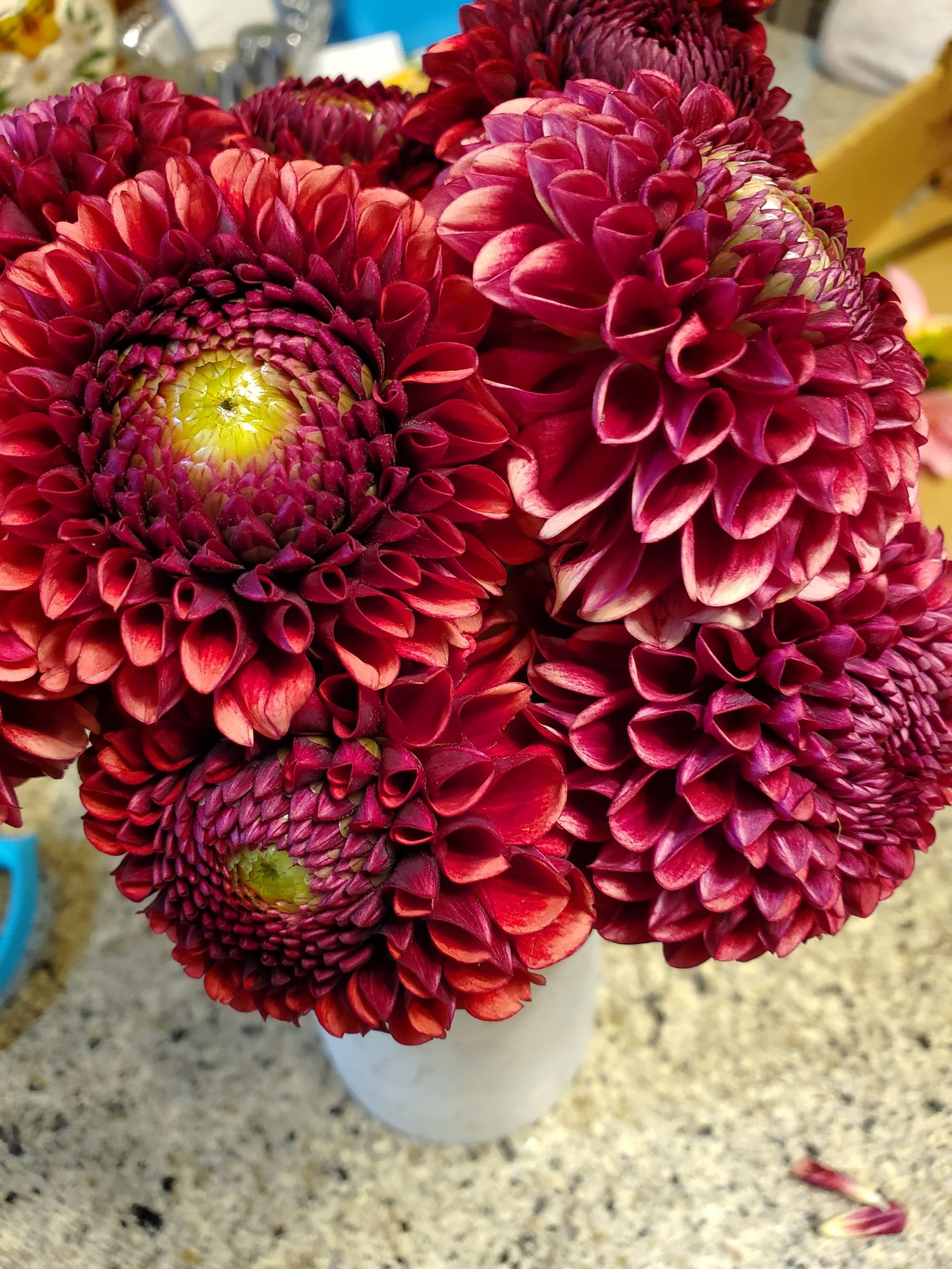 DAHLIA Decorative
